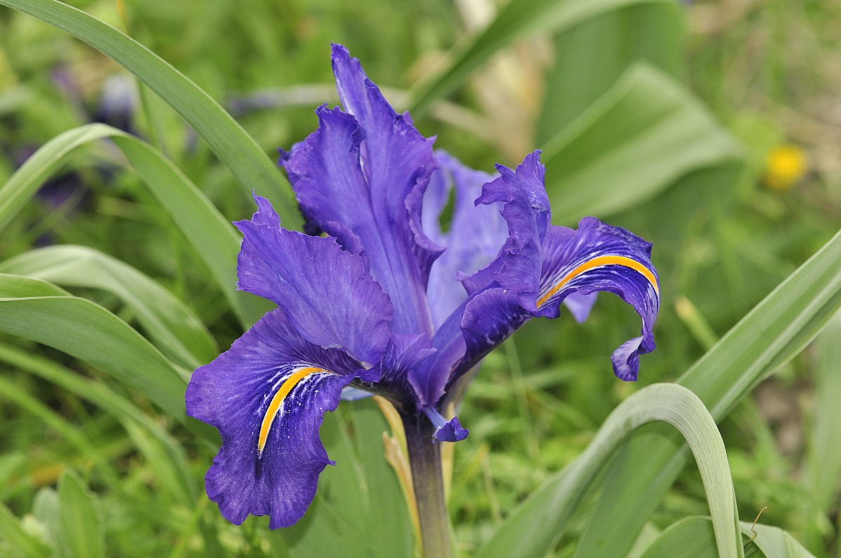 Iridaceae Iris unguicularis Poir.