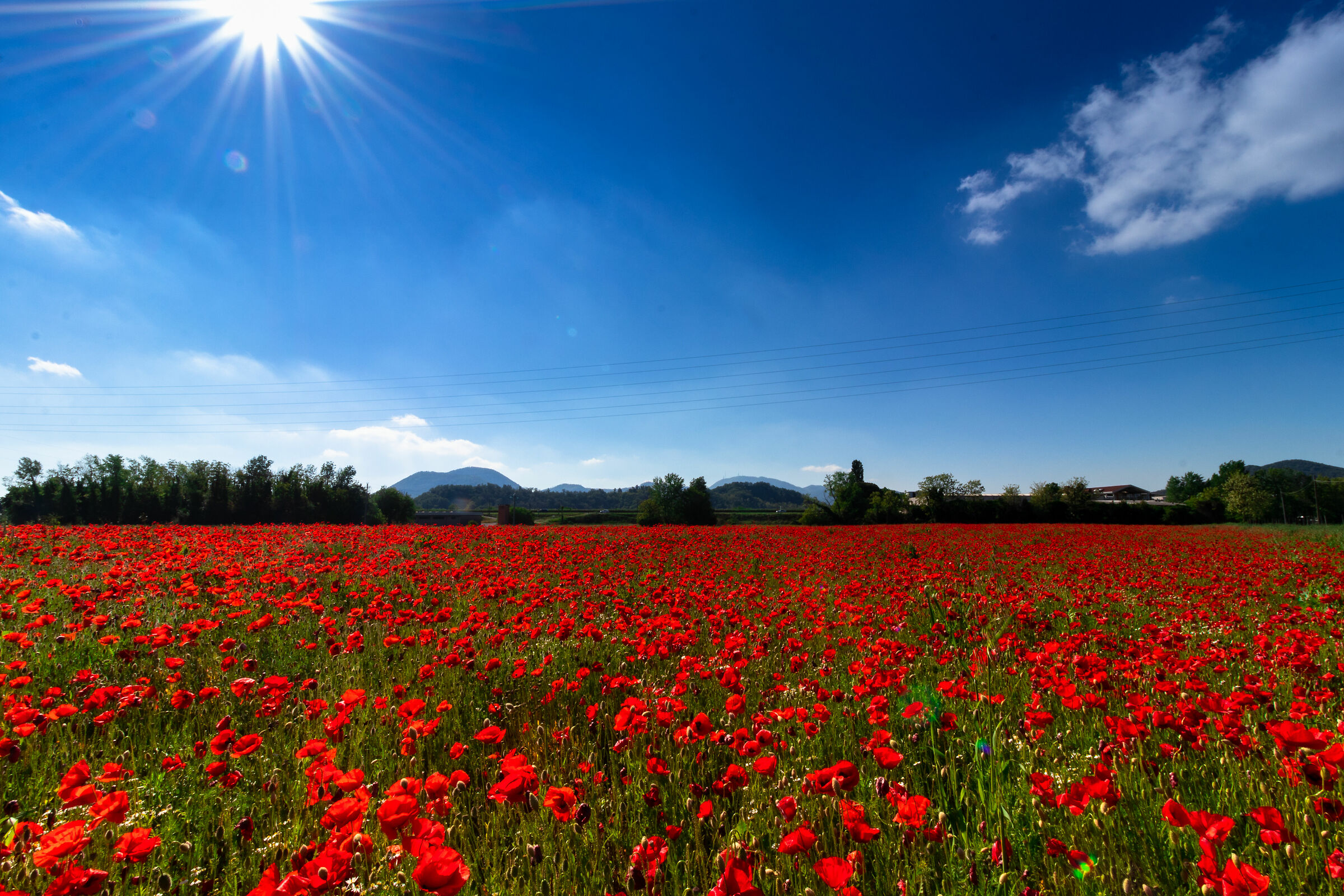 1000....papaveri rossi