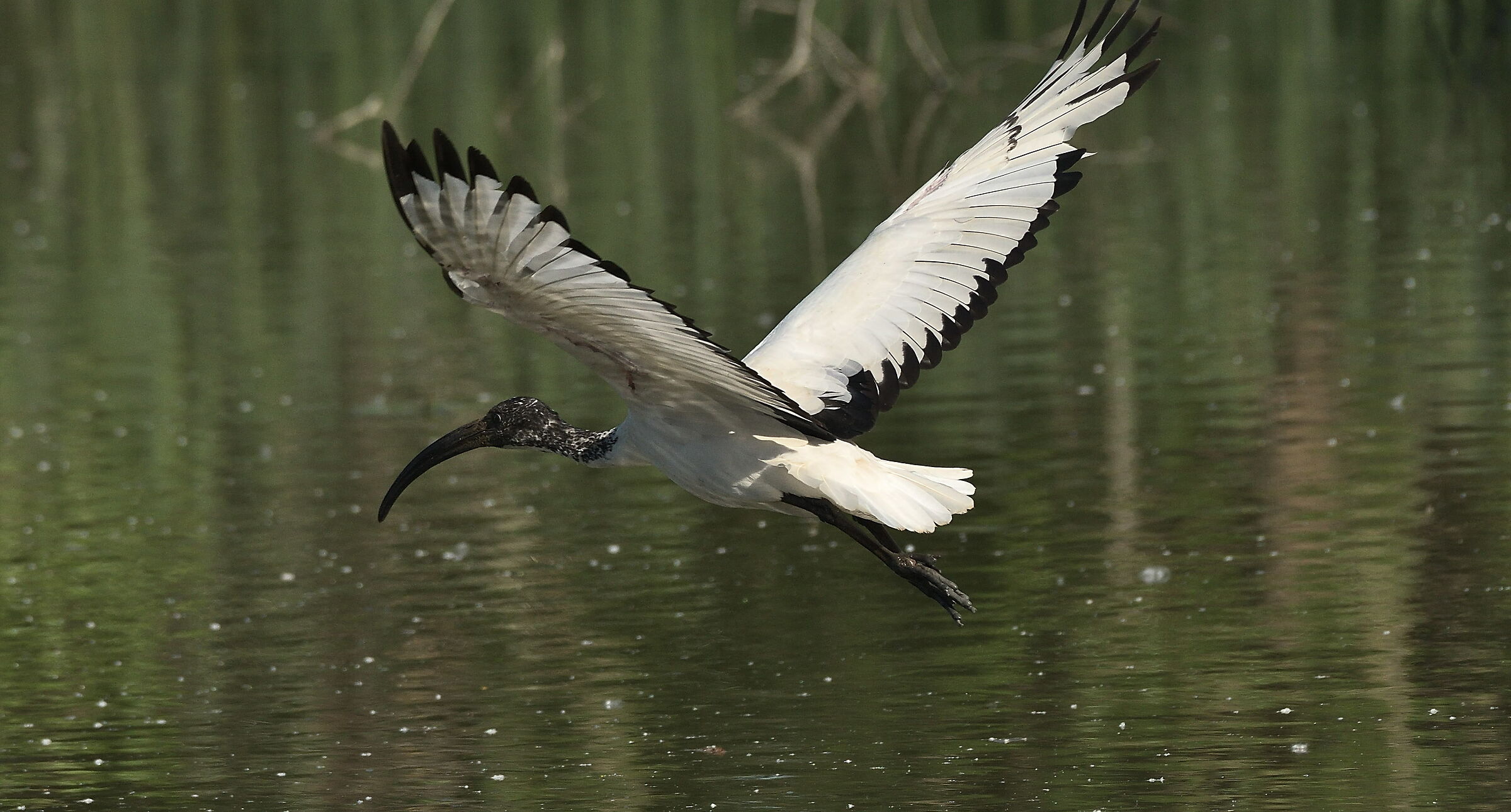 Sacred Ibis