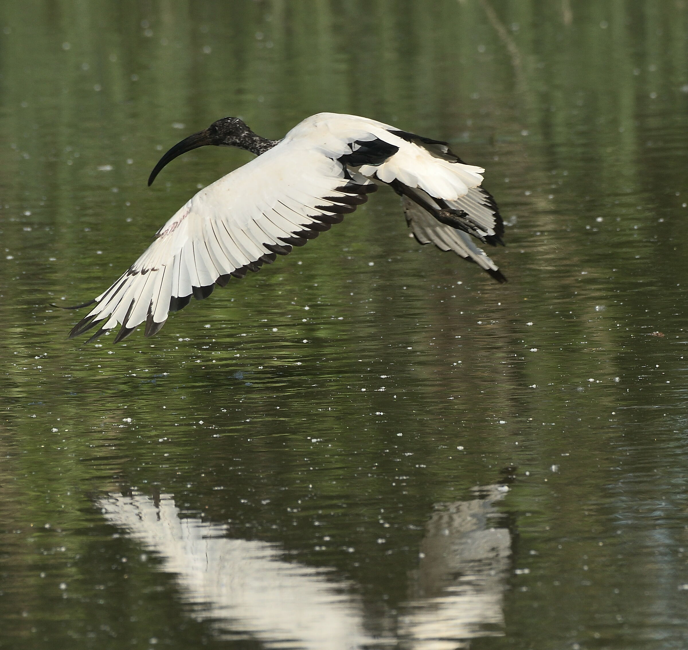 Sacred Ibis