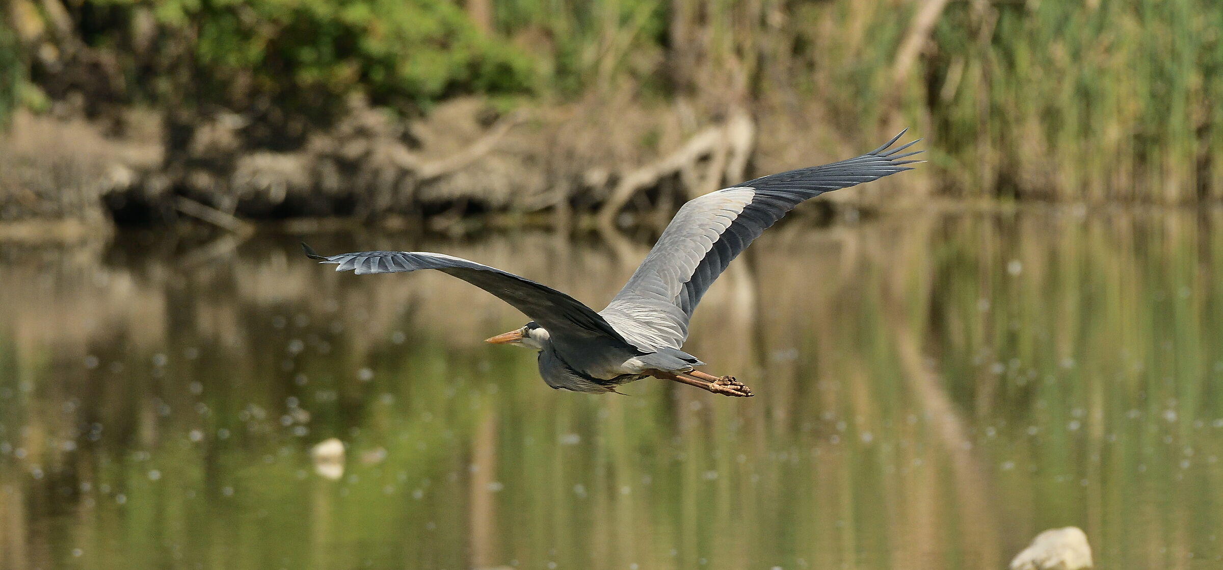 Cinerino Heron