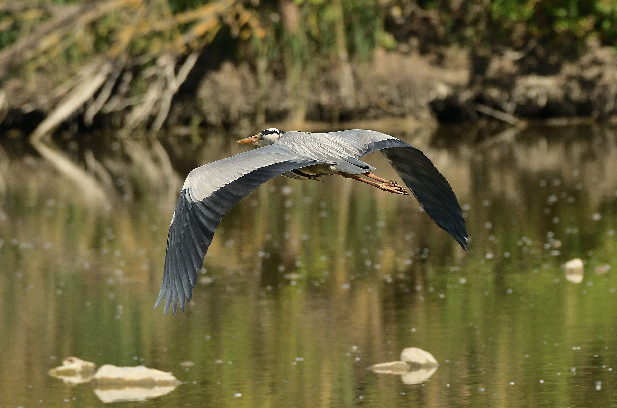 Cinerino Heron