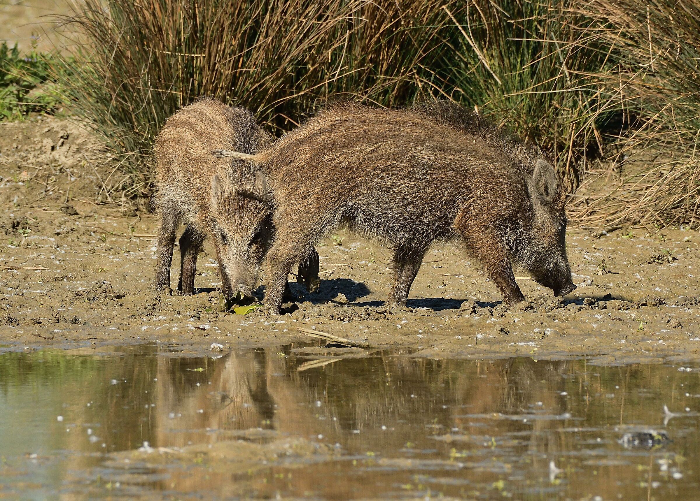 Wild Boar Puppies