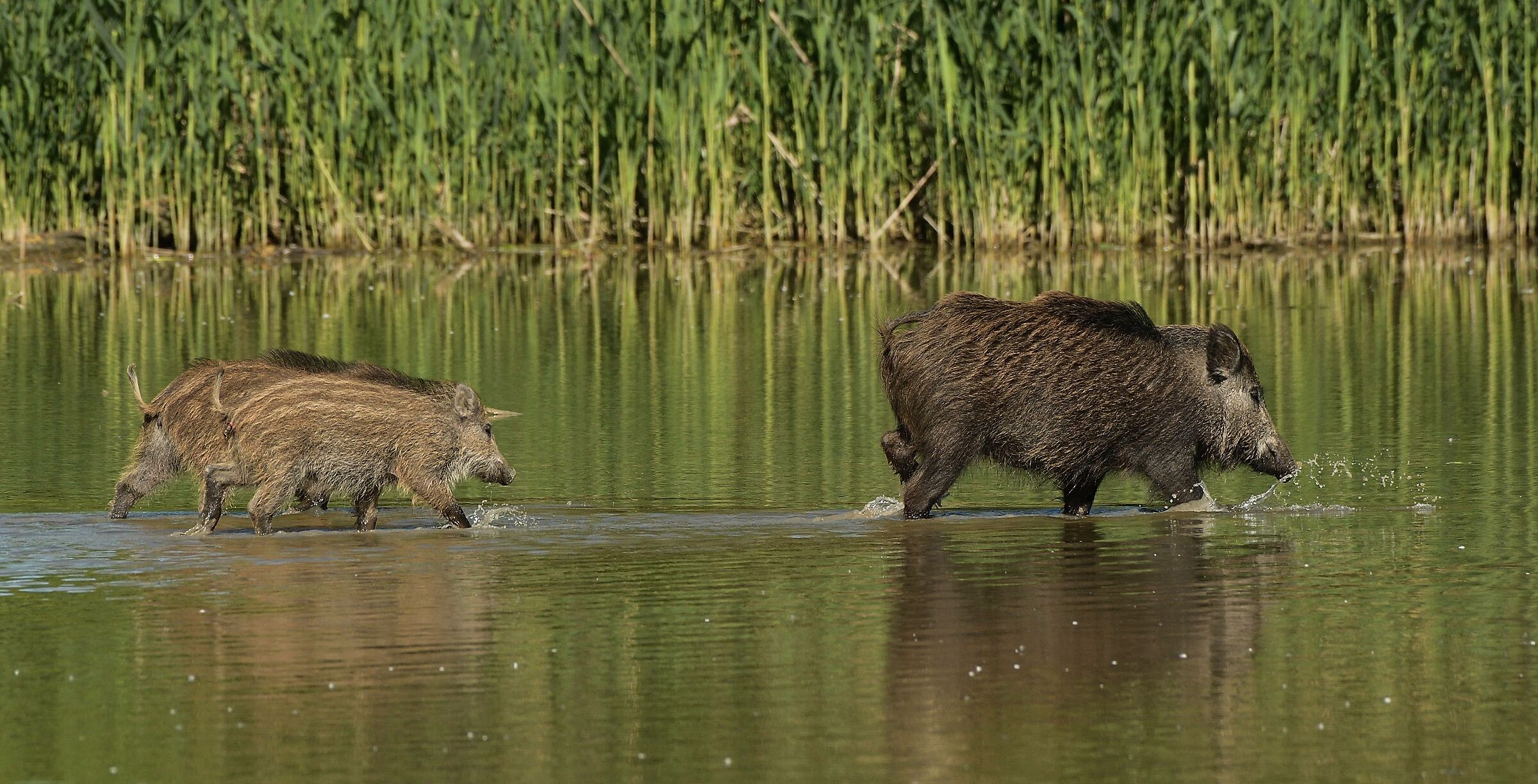 Mommy Boar with puppies
