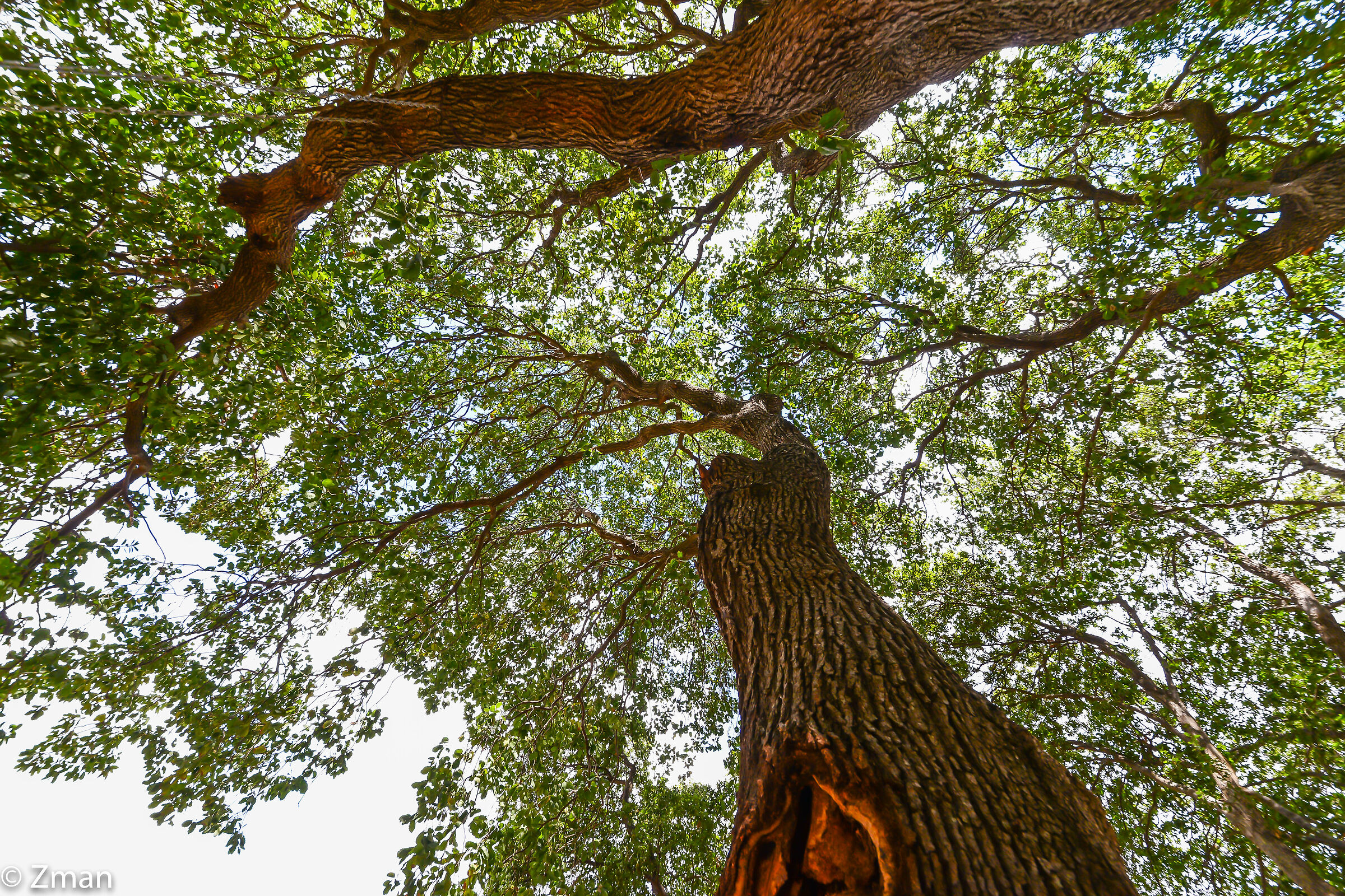 Gli alberi di quercia