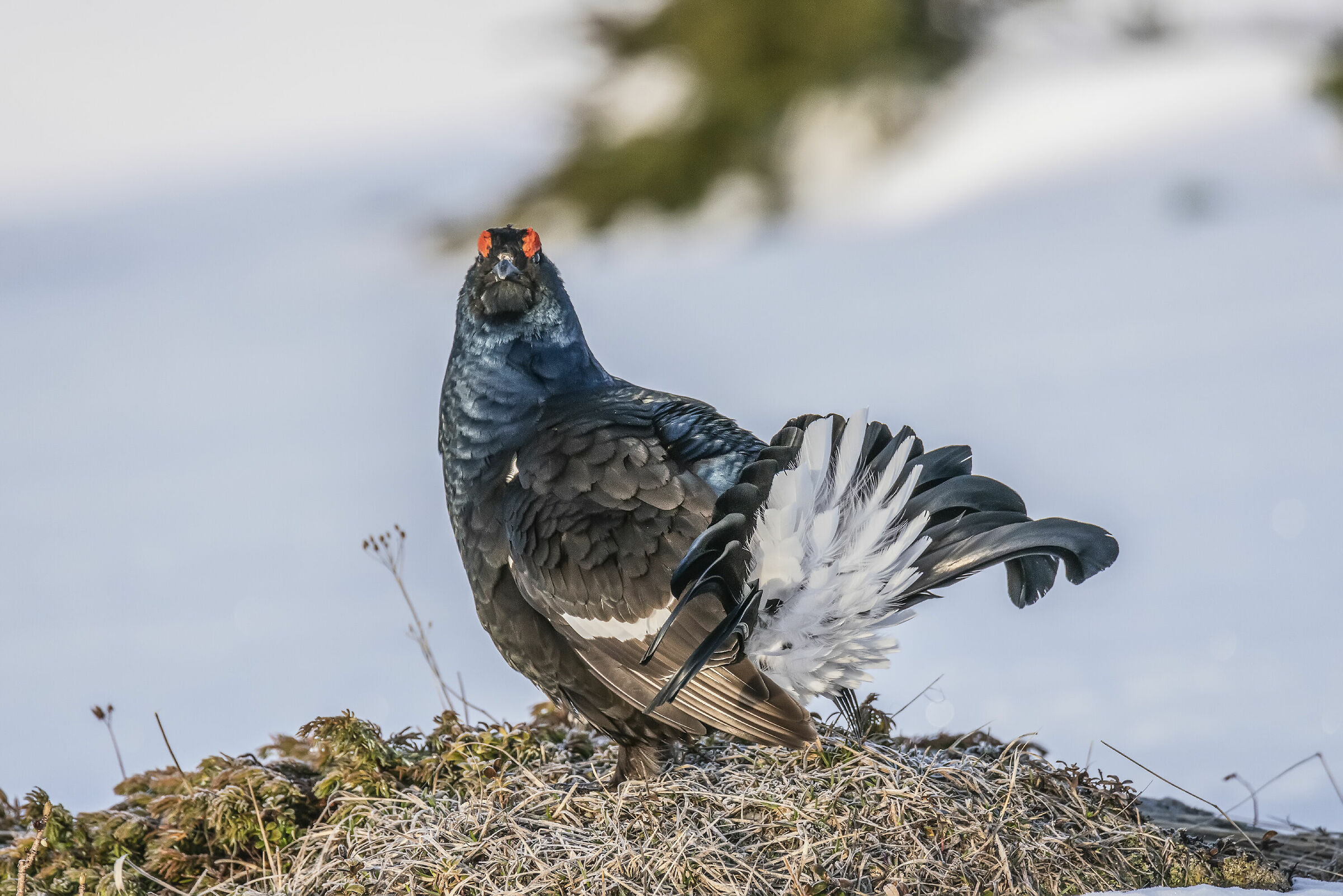 Gallo forcello 10 maggio 2019