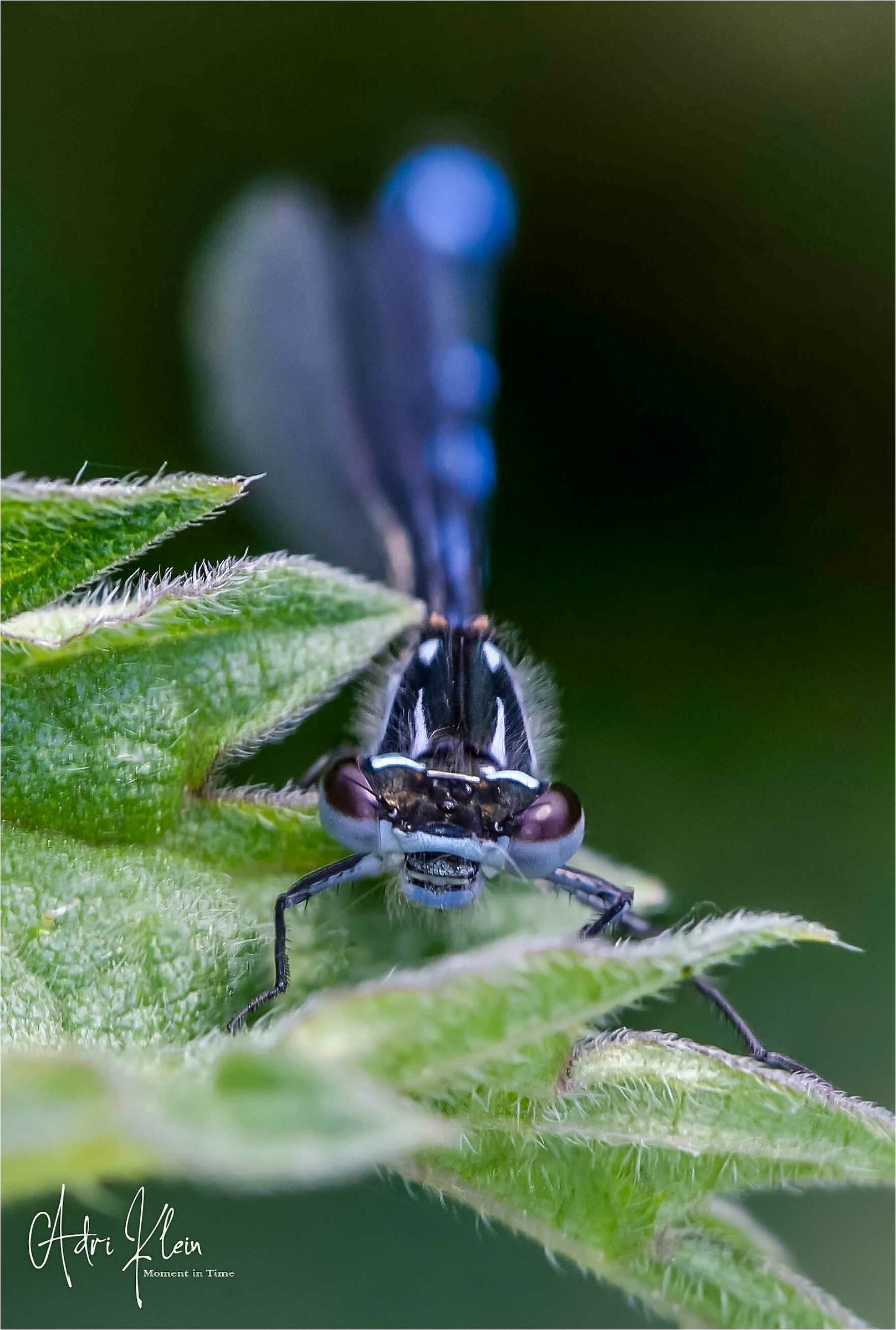Dragonfly