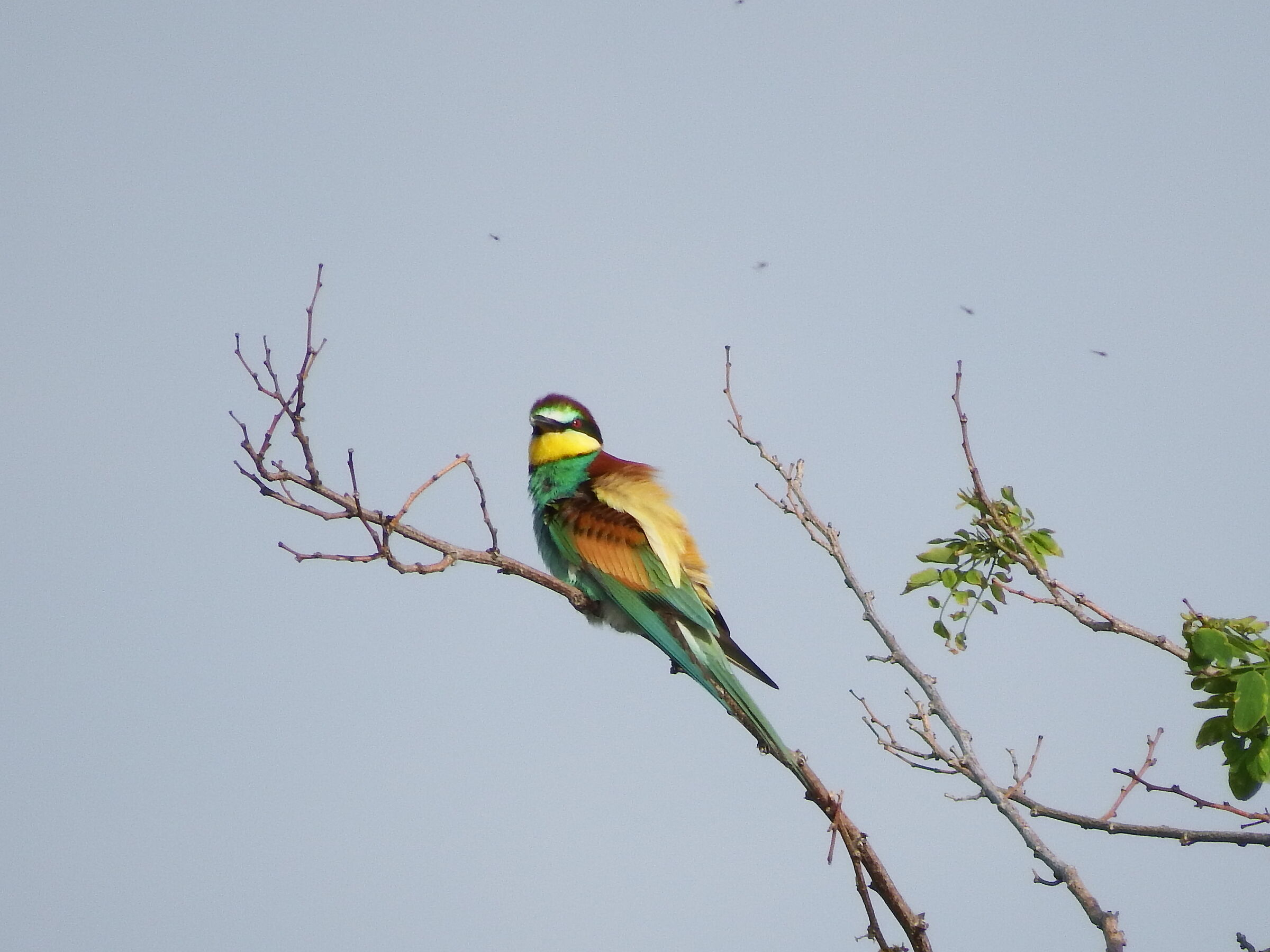 Bee-eater