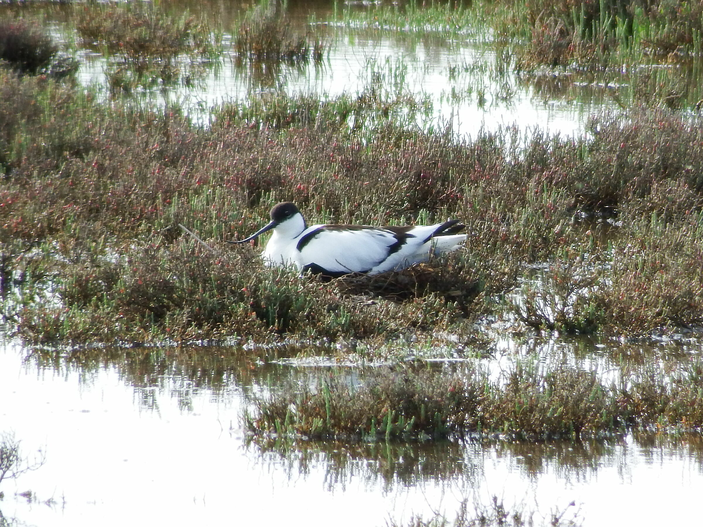 Avocetta