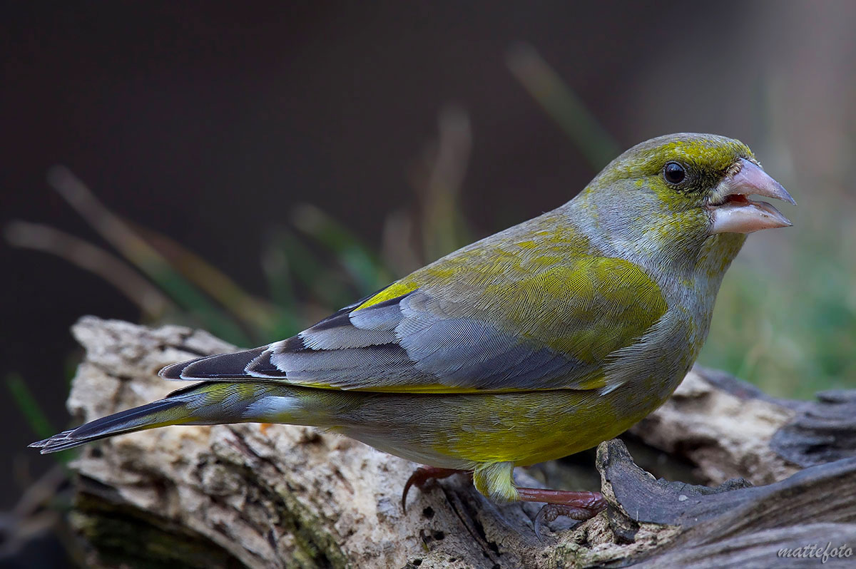 Verdone (Chloris Chloris)