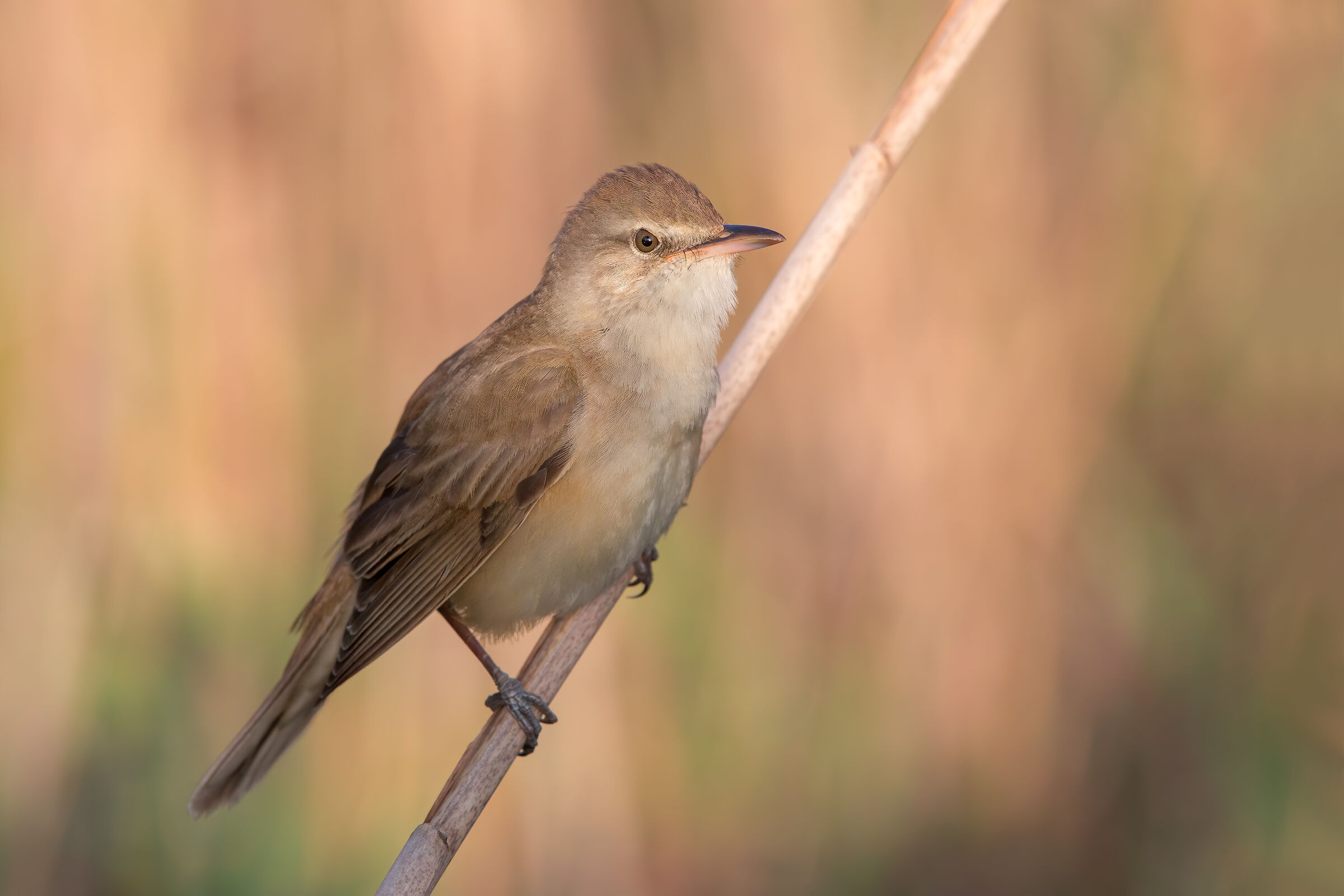 The last Ray (Great Reed Warbler)