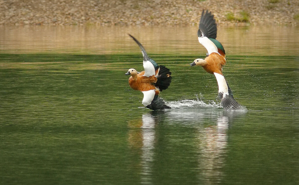 Ruddy shelduck