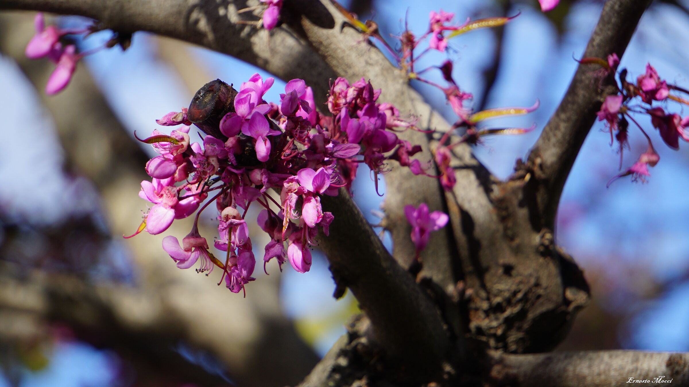 dai Rami Spezzati, possono Nascere Fiori ?