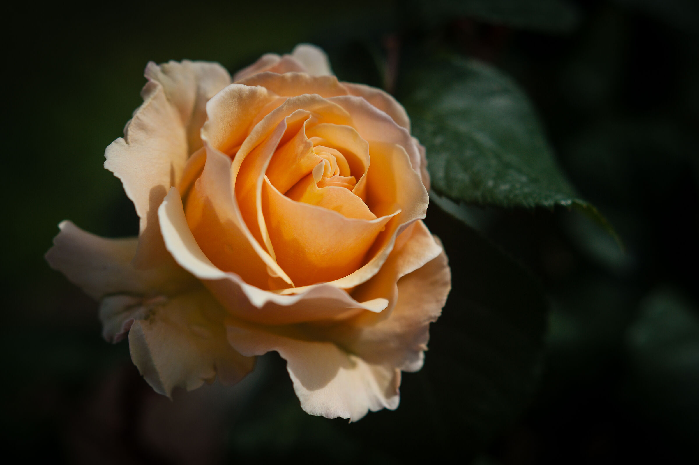 Rosa...Rosae...Rosae...Rosam...Rosa...Rosa...