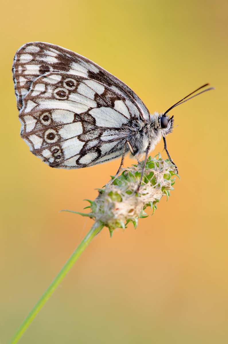 Marbled White (Melanargia galathea)