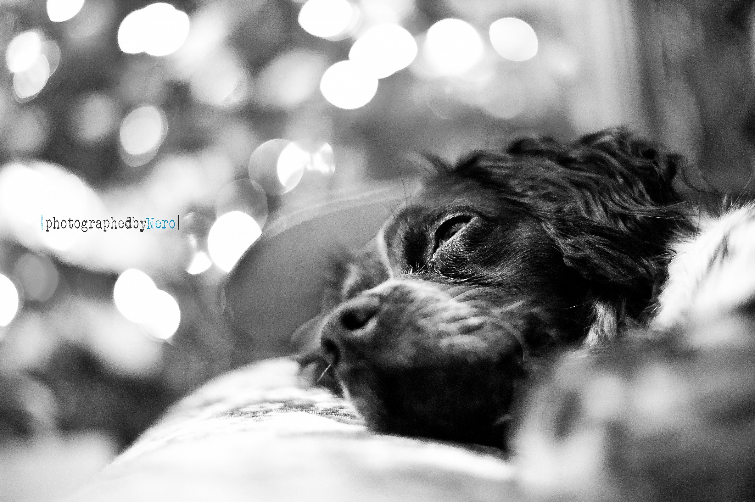 Mirta augura Happy Xmas!