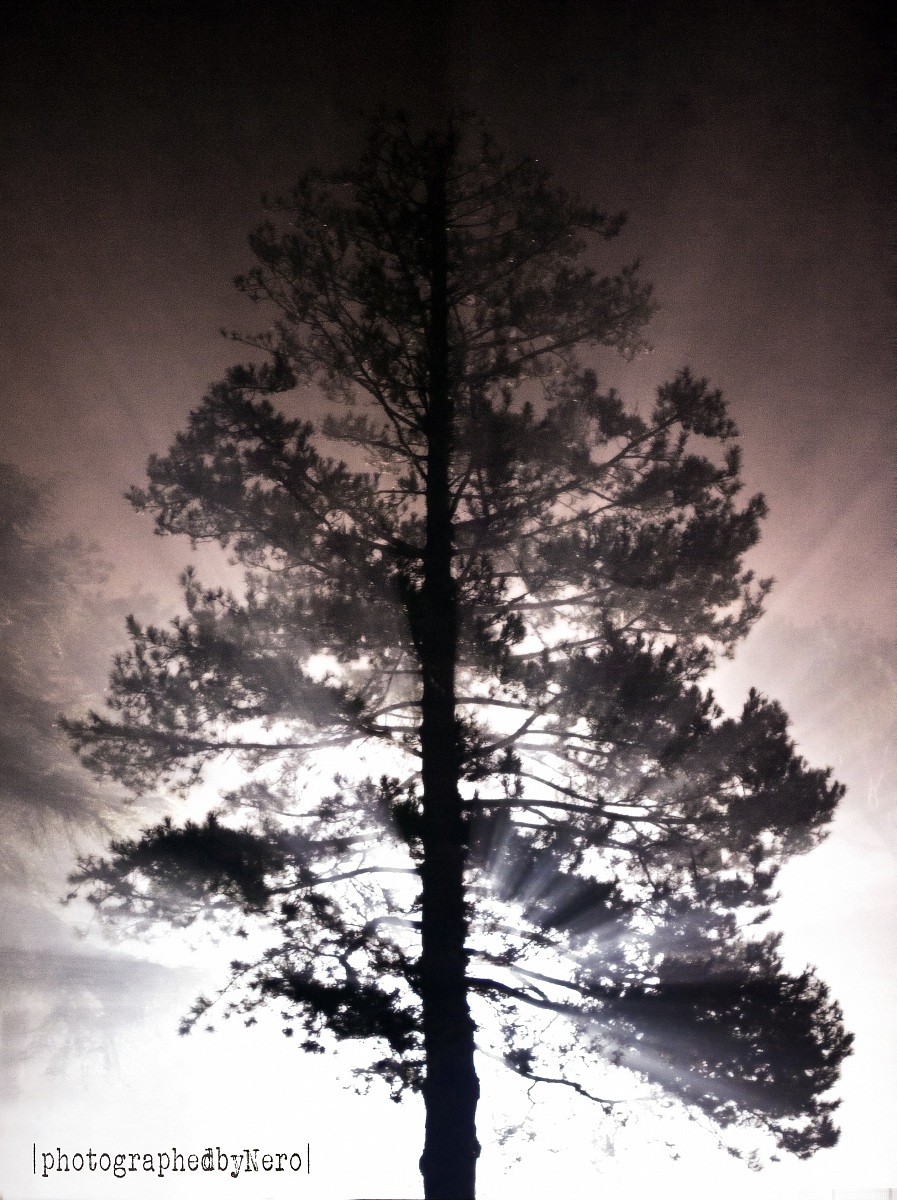 Il faro nella nebbia...