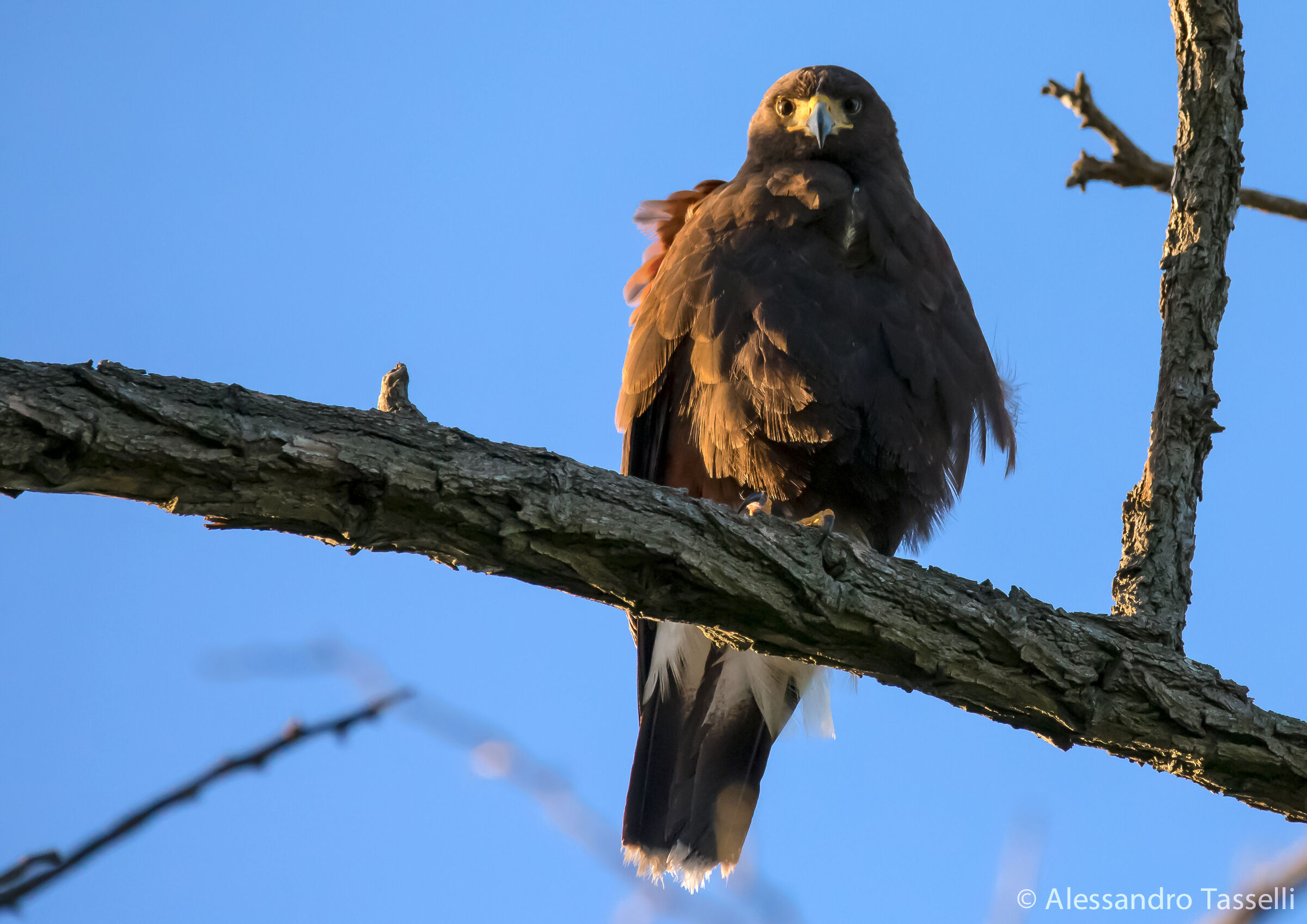 A me gli occhi, please...