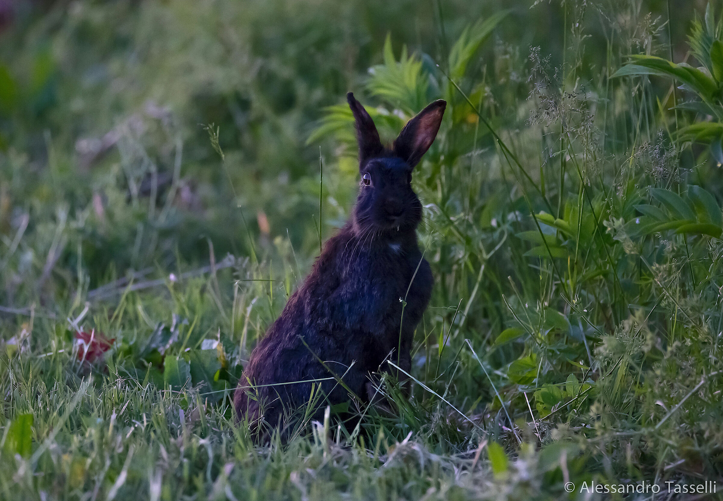 Ehi amico, tutto bene?