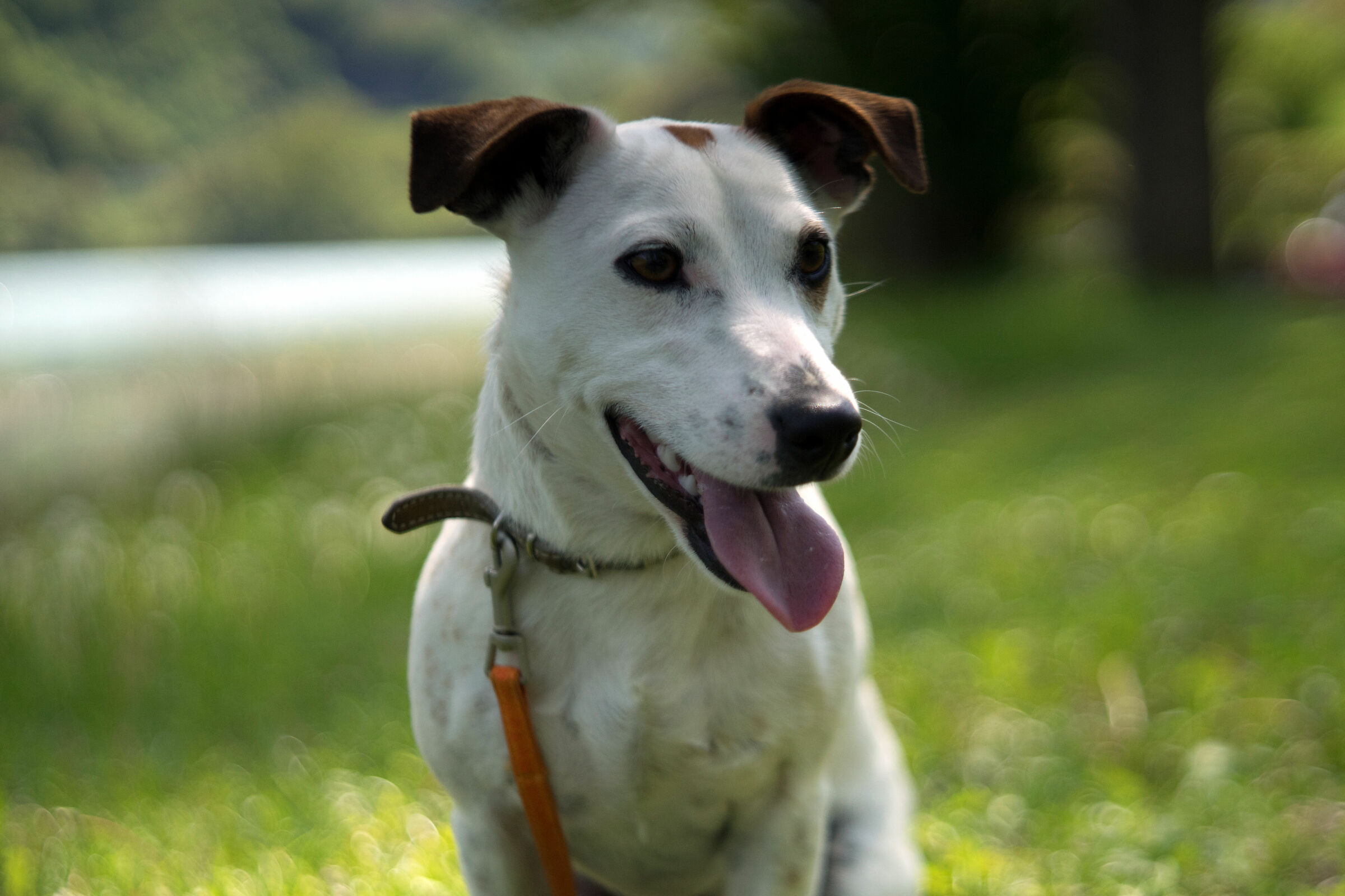 Prova pentacon AV f2.8, 80mm