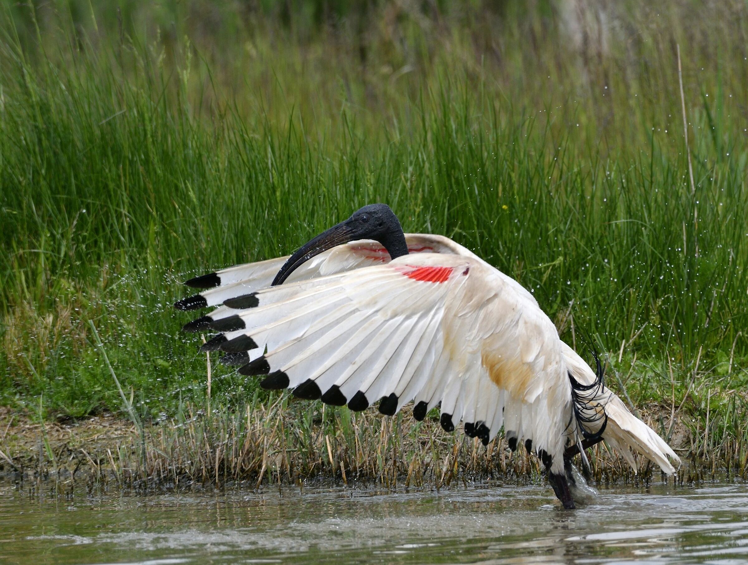 Wet Sacred ibis...