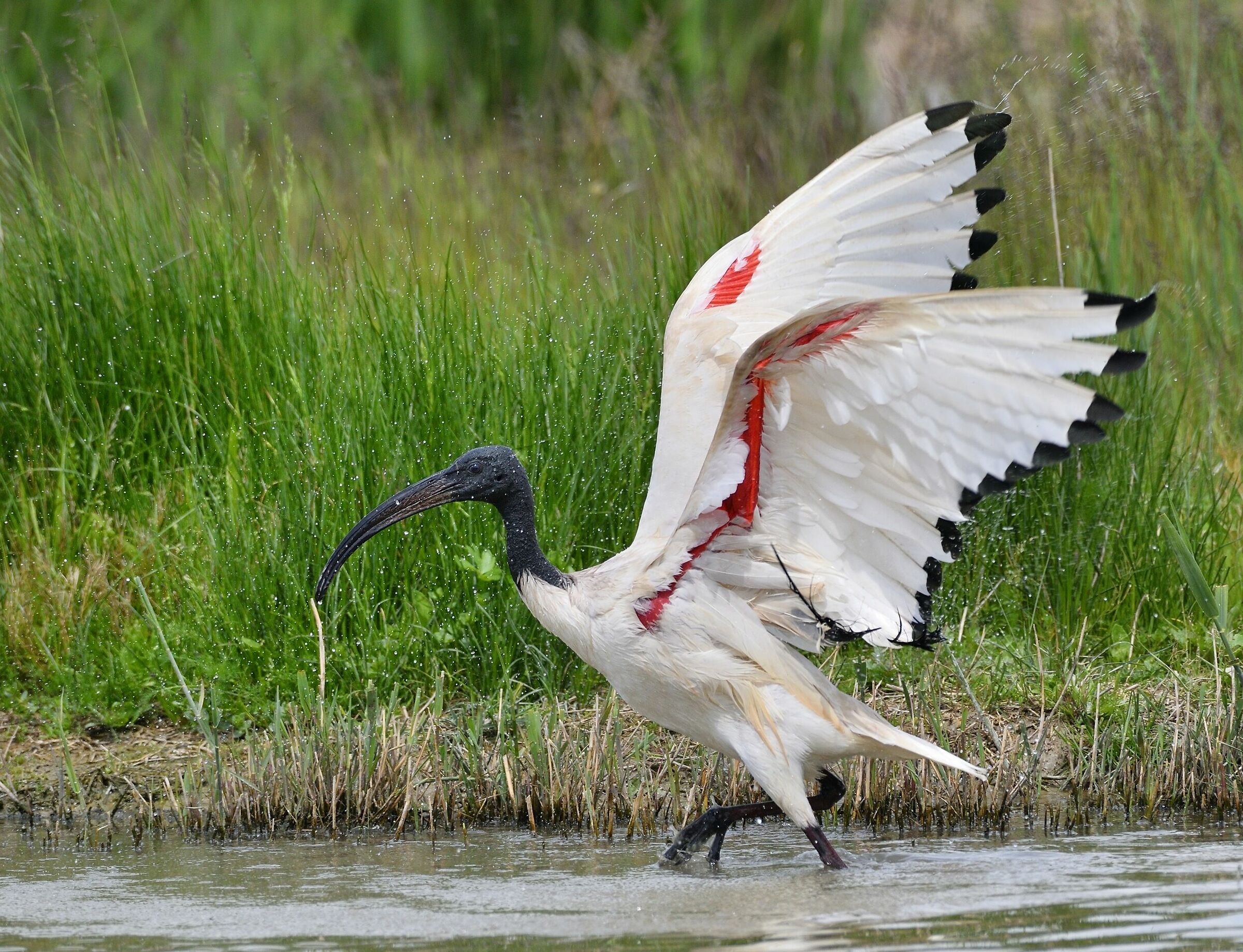 Sacred ibis in drying...
