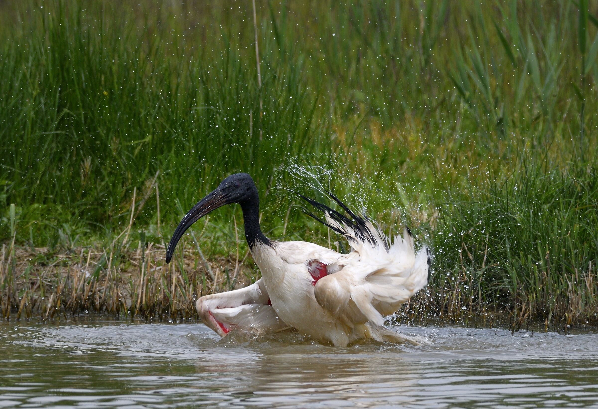 Ibis sacred to the bathroom...
