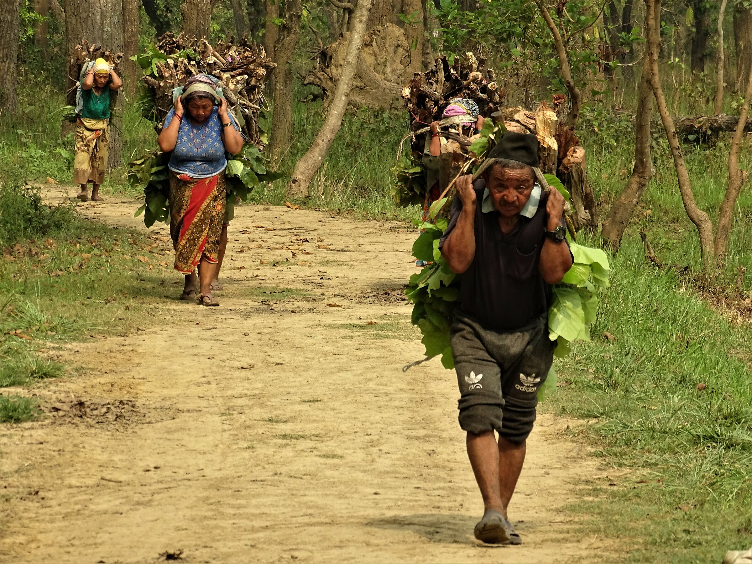Portatori di legno nella giungla di Chitwan