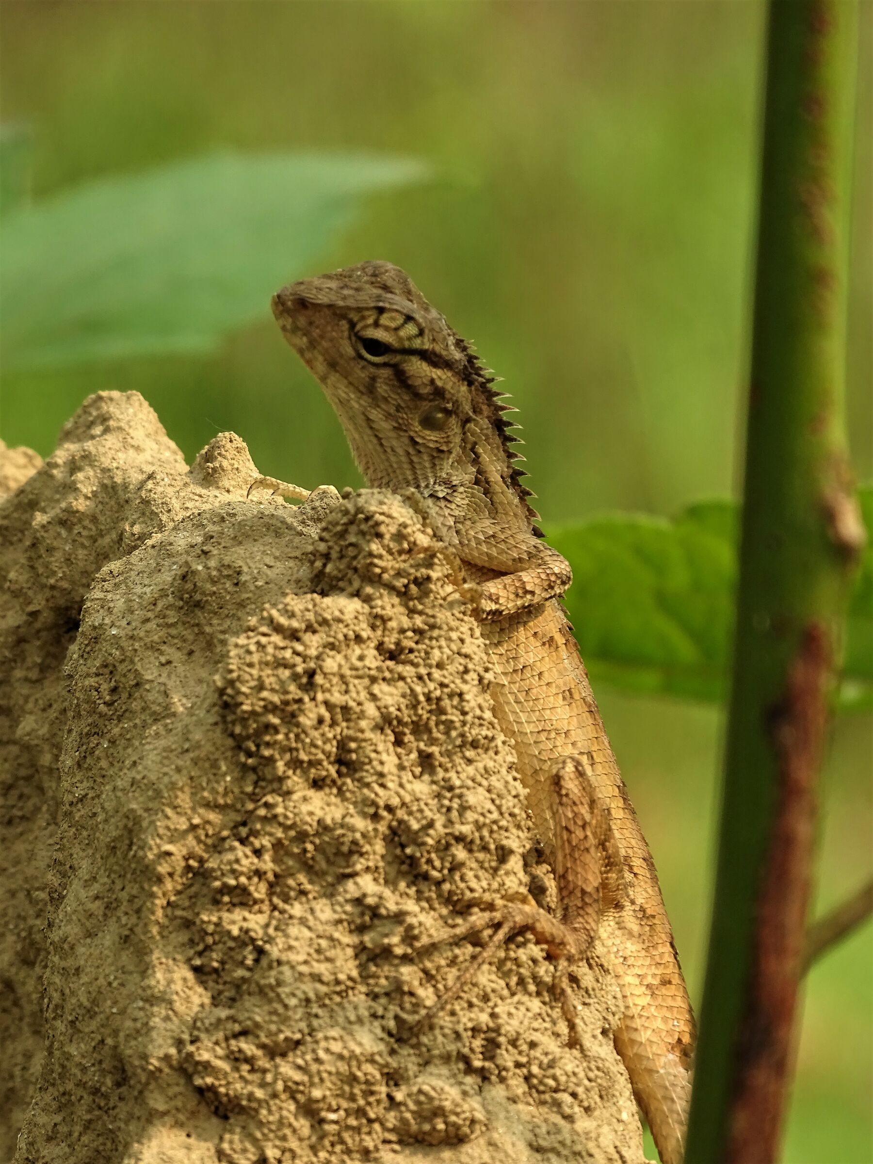 Lucertola nella giungla di Chitwan