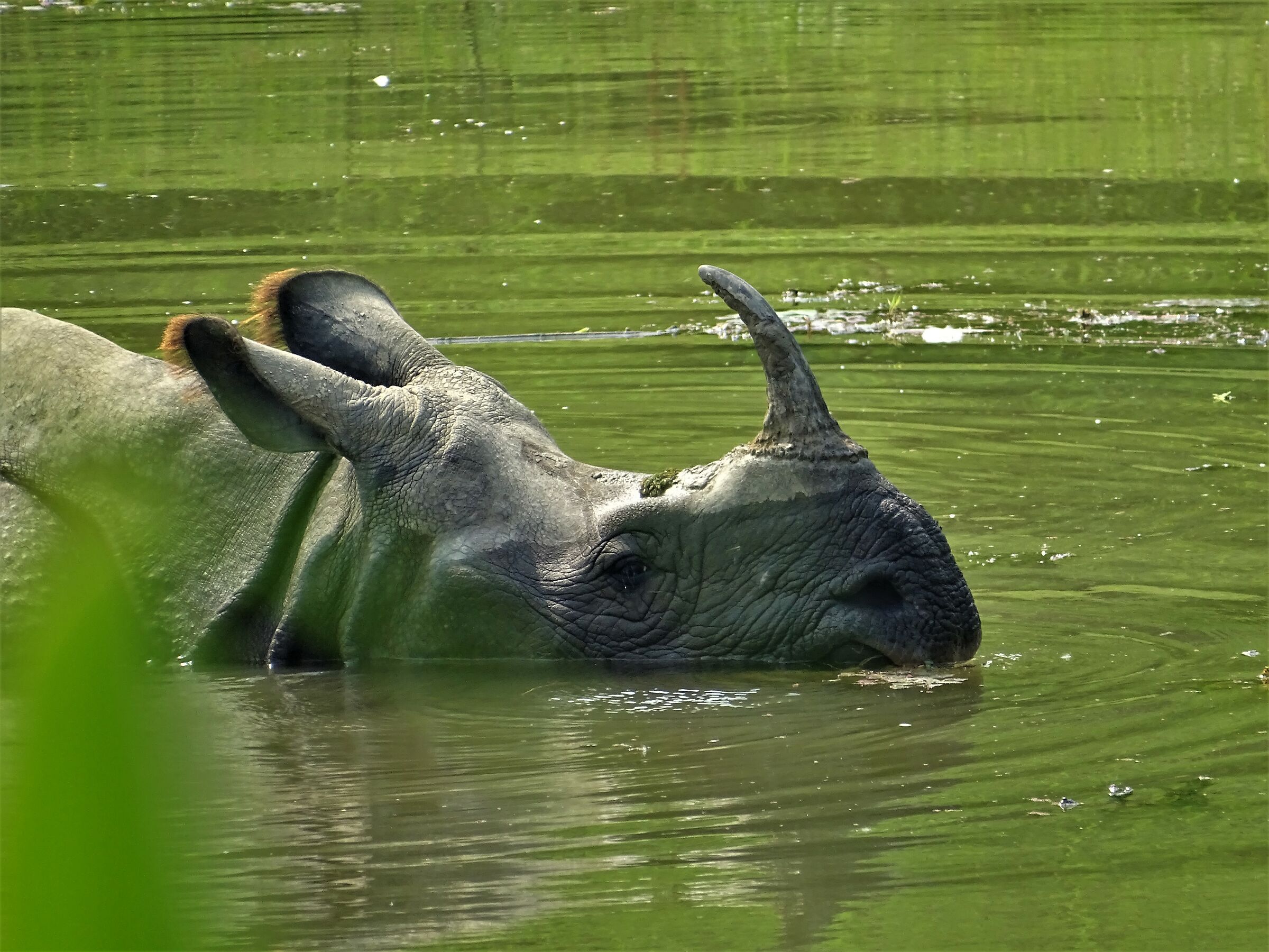 Lo zio Rhino nella giungla di Chitwan