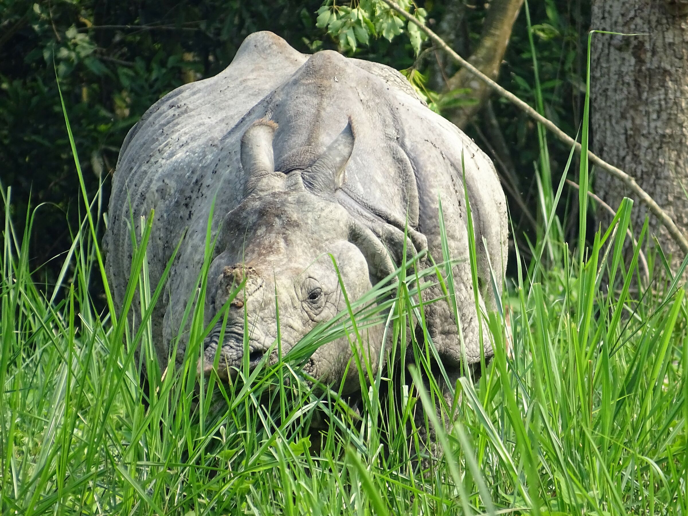 Rinoceronte tra l'erba, giungla di Chitwan