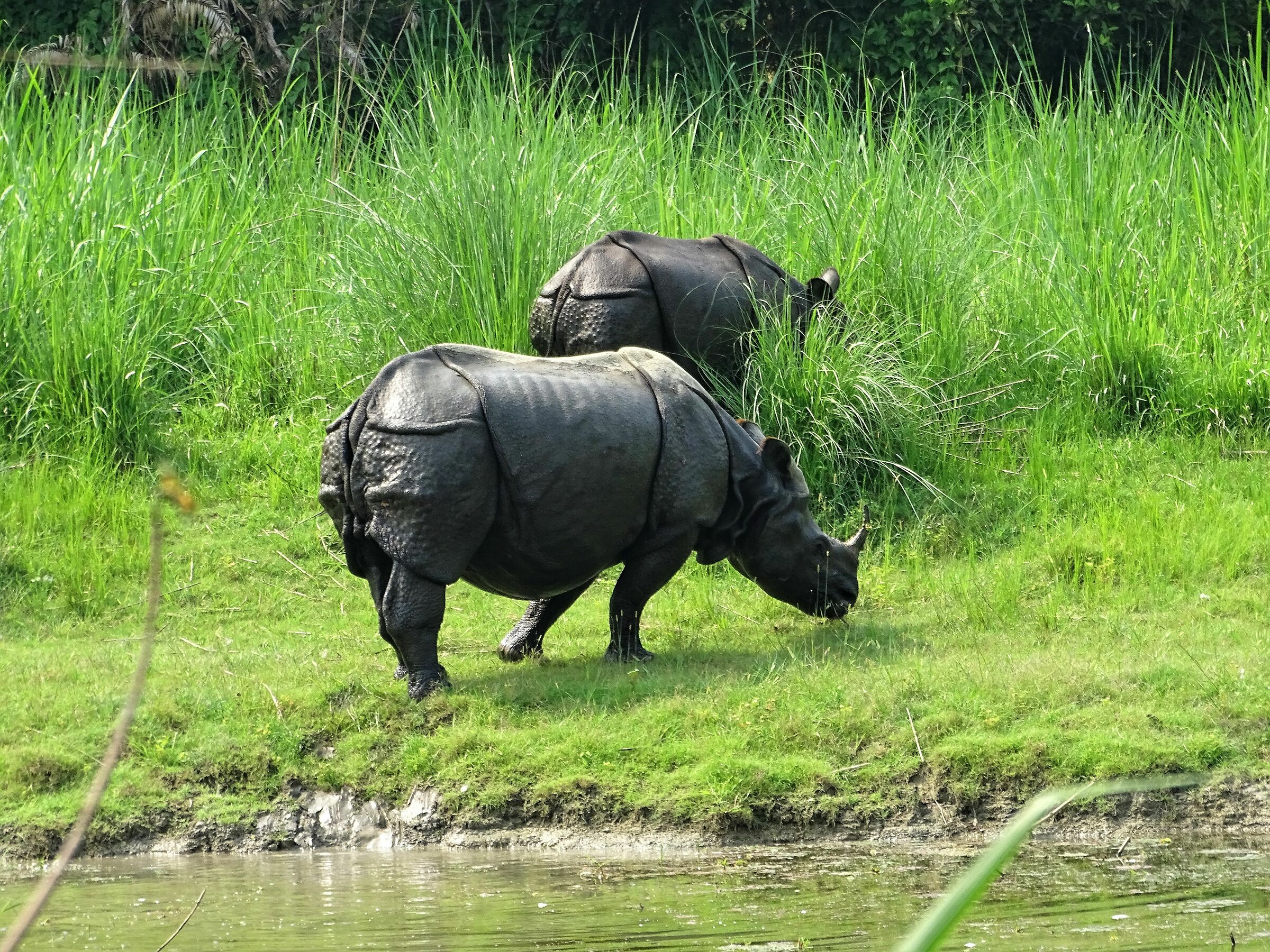 Rinoceronti dopo il bagno, giungla di Chitwan