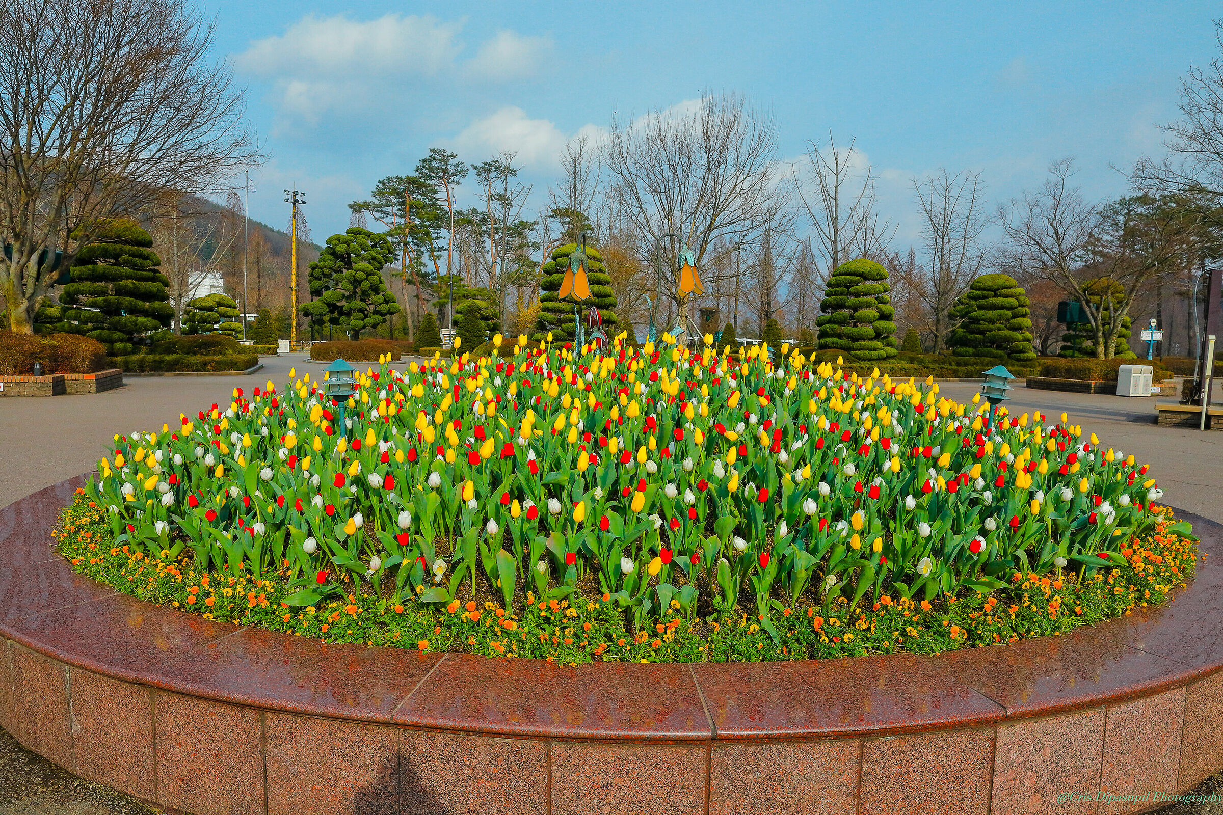 Viaggiare a Everland Seoul Korea con tulipani