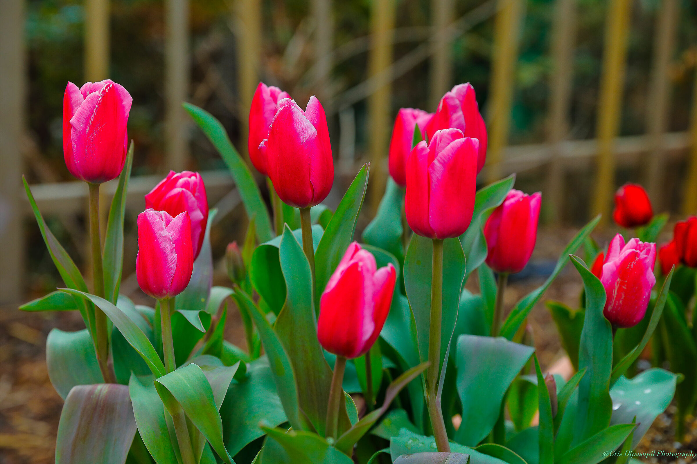 Viaggiare a Everland Seoul Korea con tulipani