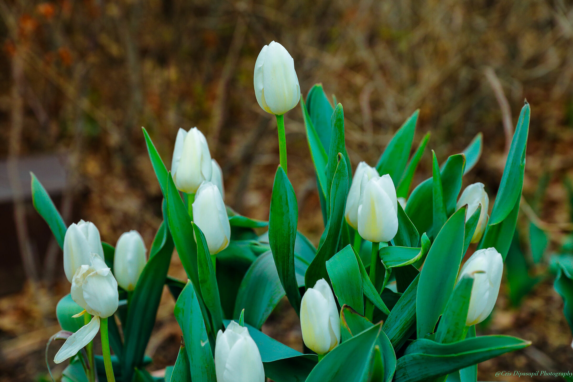 Viaggiare a Everland Seoul Korea con tulipani