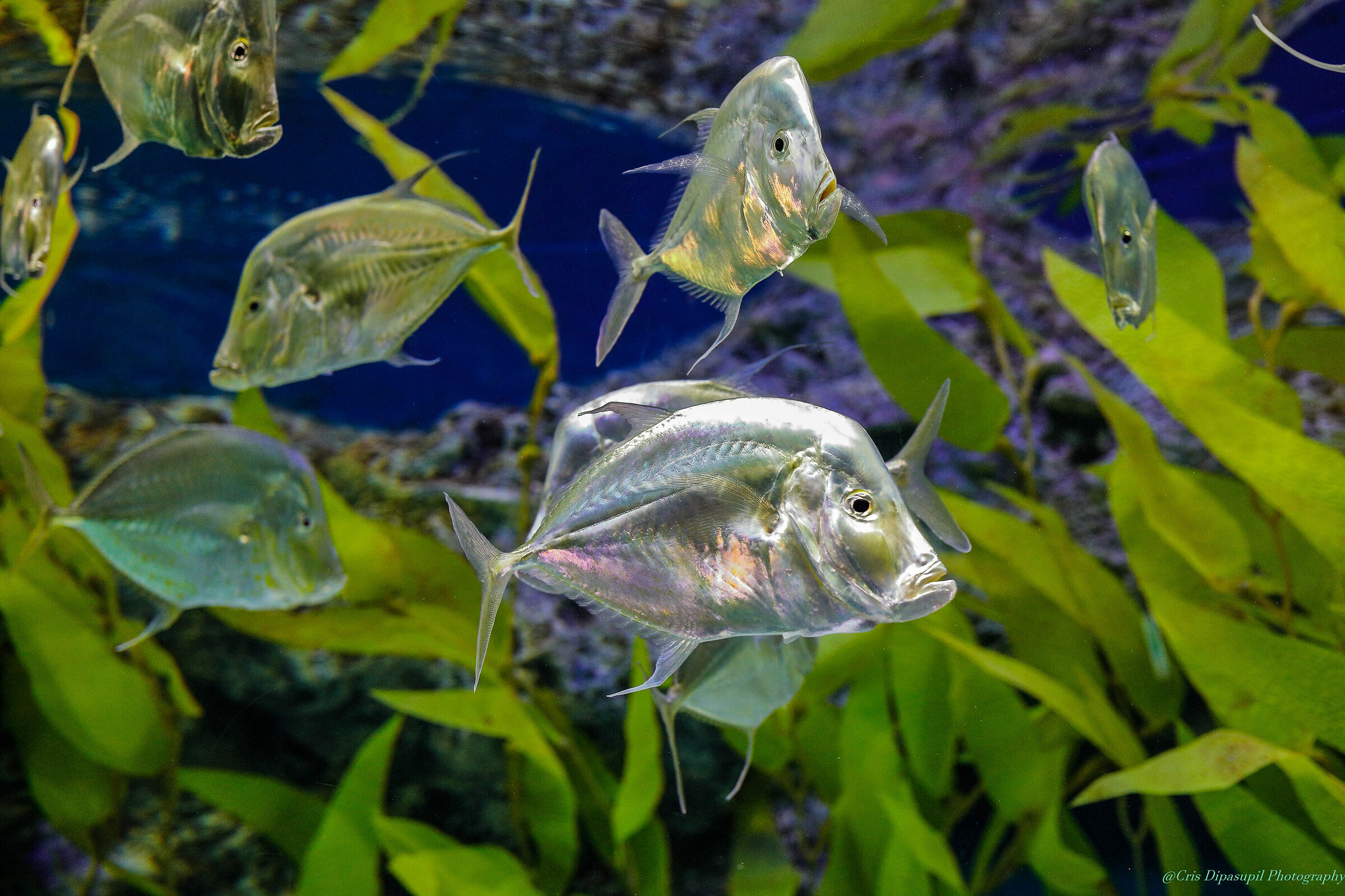 Lotte World Aquarium Seul Corea del sud