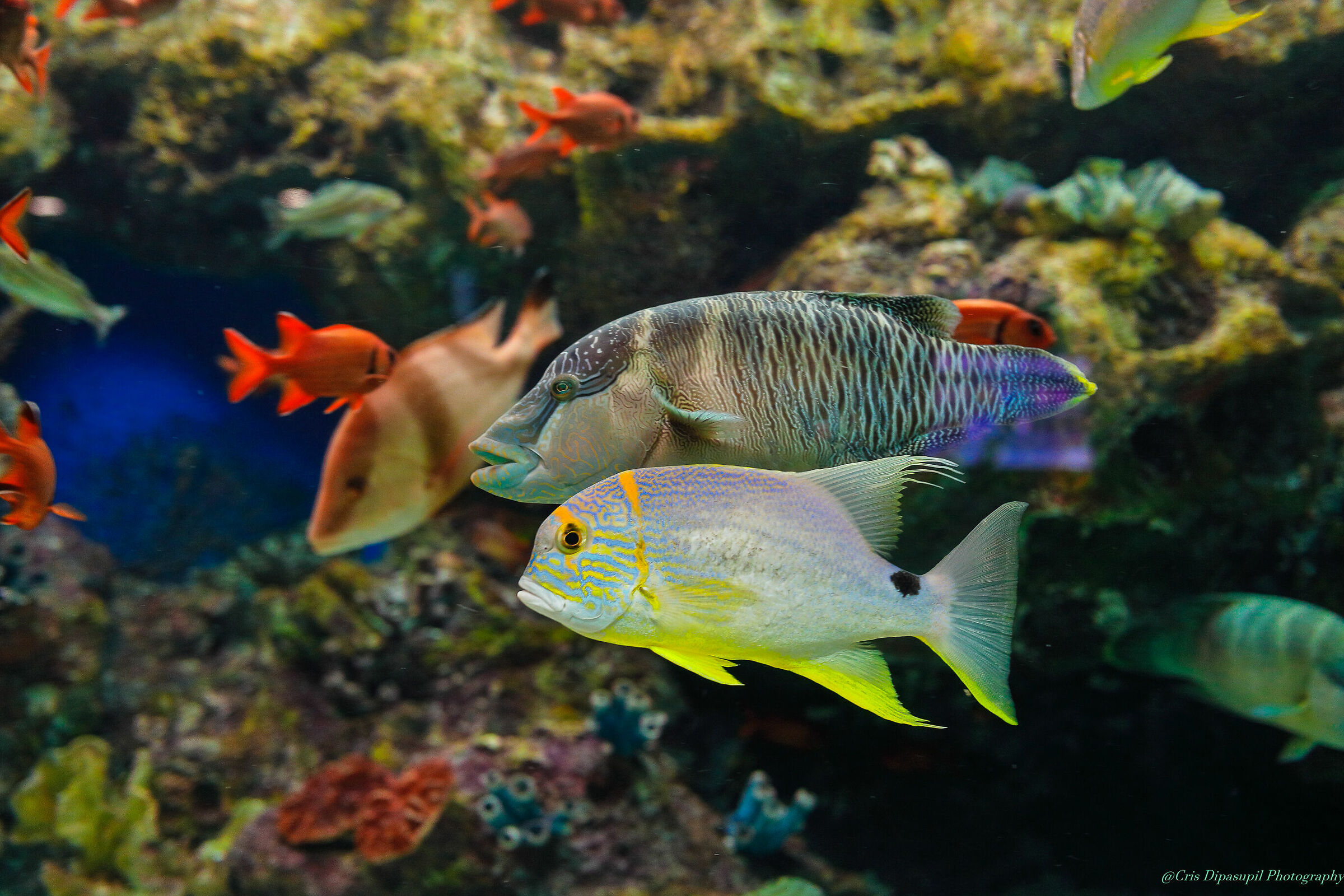 Lotte World Aquarium Seul Corea del sud