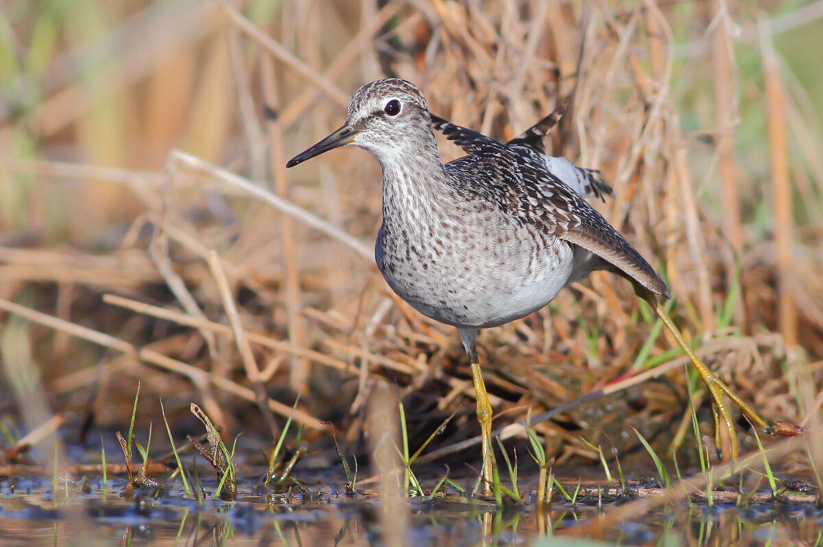 piro piro boschereccio