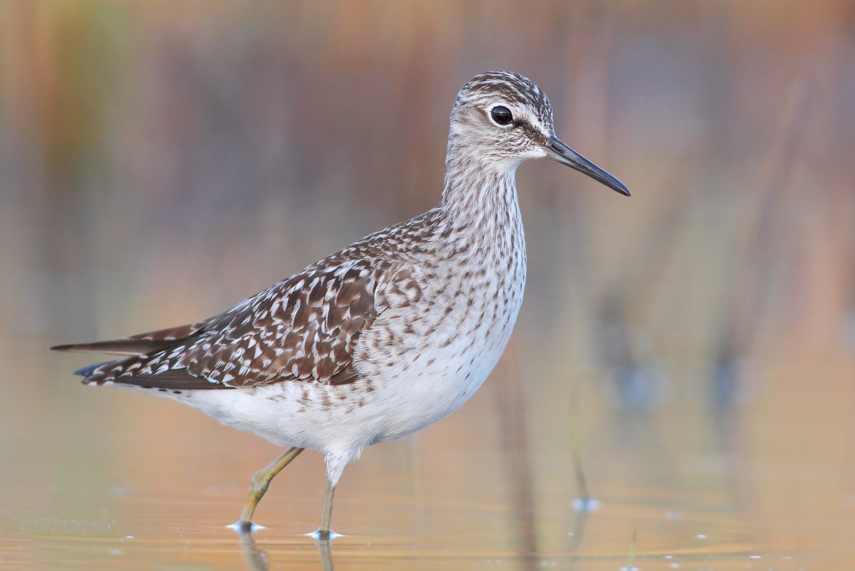 piro piro boschereccio