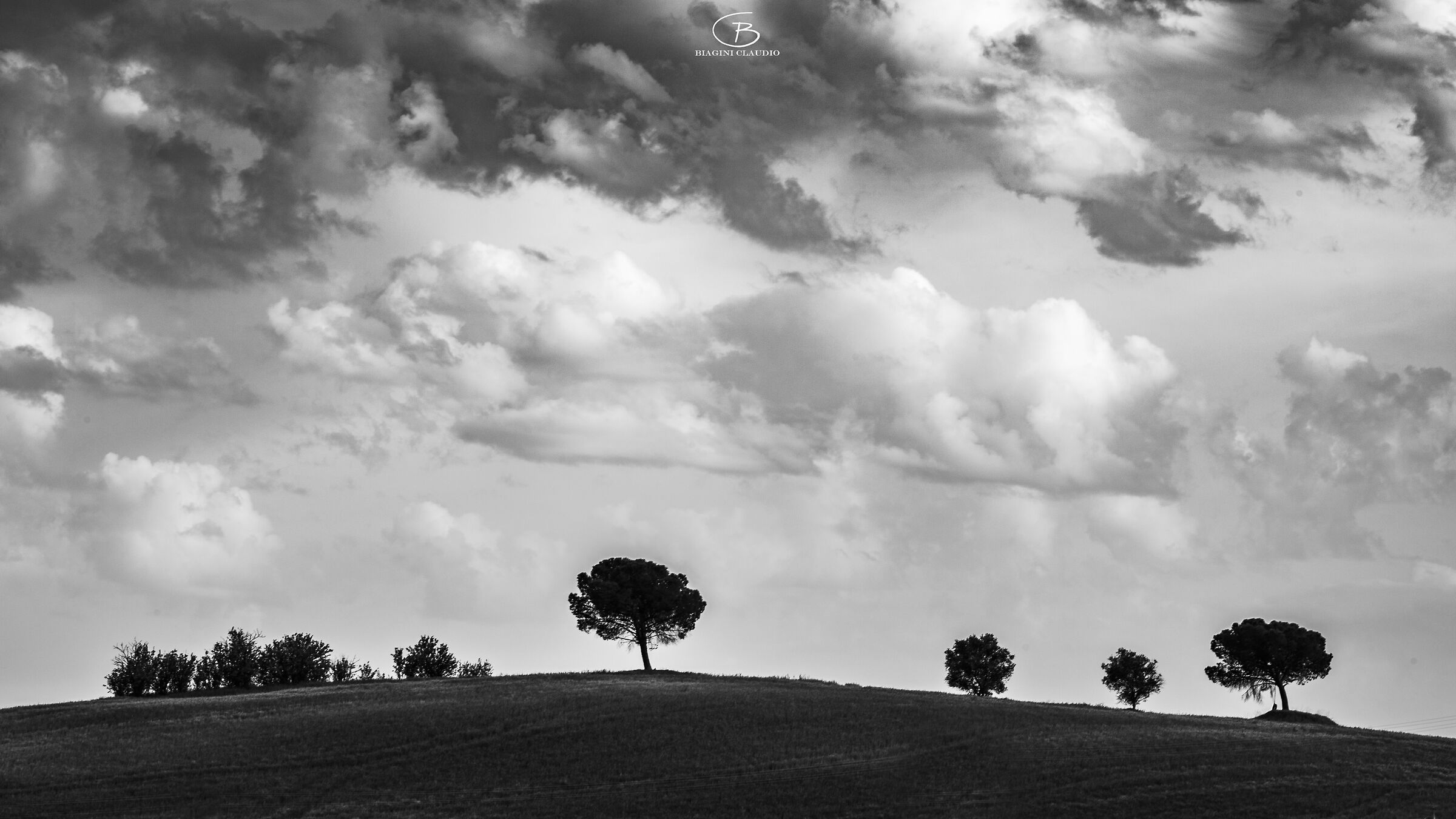 Minimal trees on the Crete Senesi