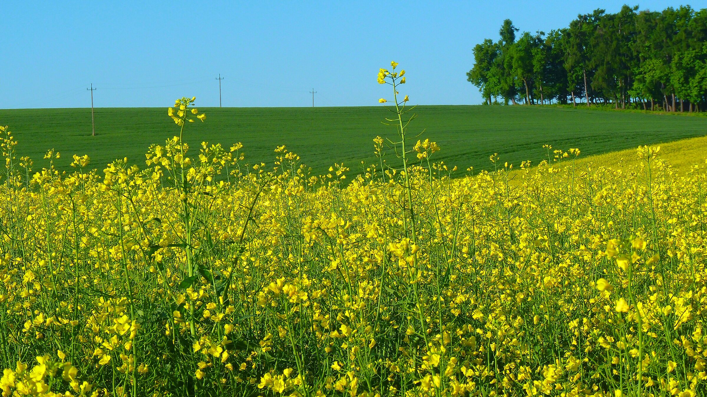 Pole rzepakowe, Świetokrzyskie, Poland