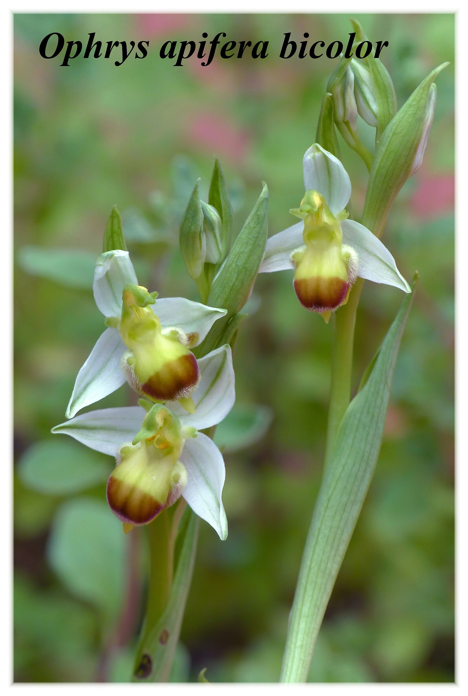 Ophrys apifera bicolor