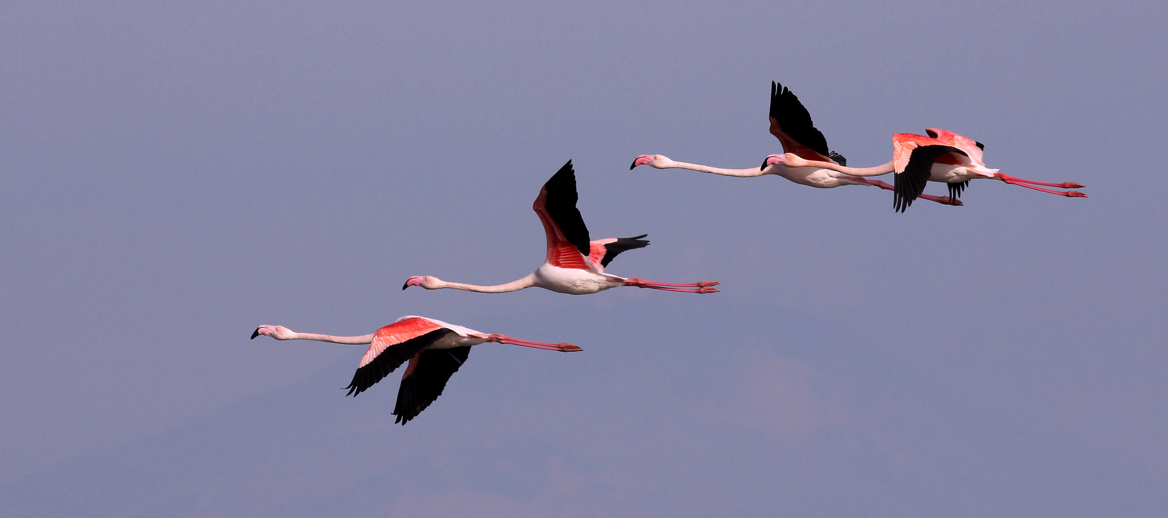 Flight of flamingos Siculi.