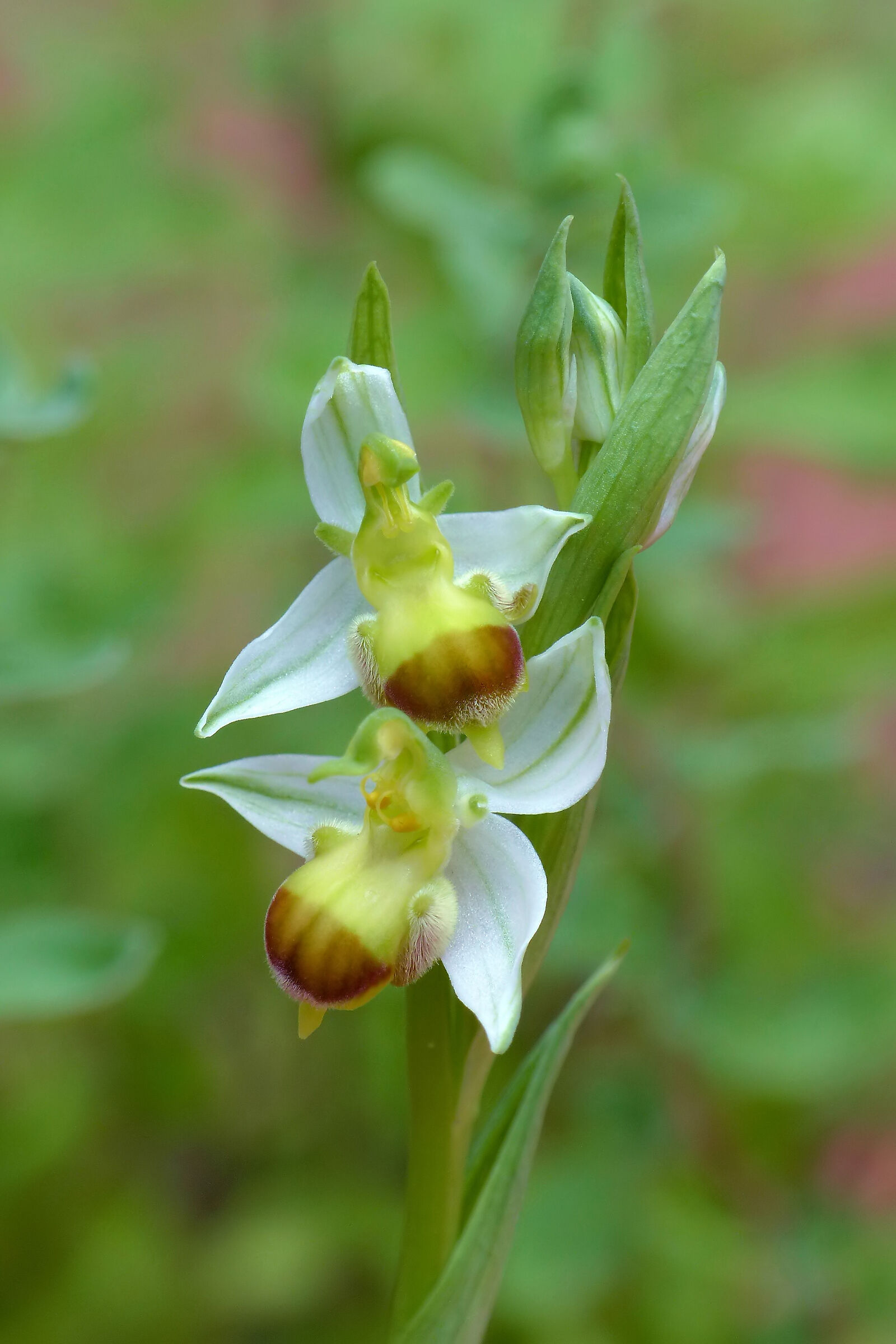 Ophrys apifera bicolor