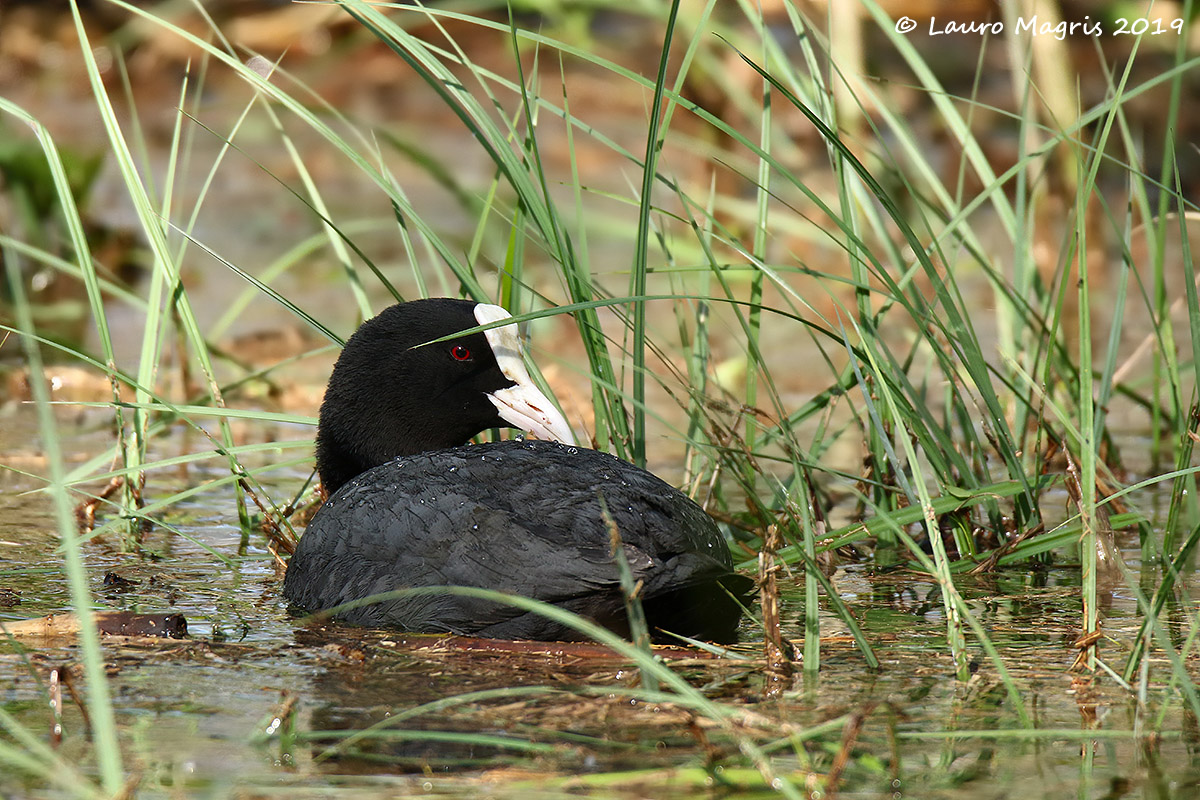 Coot in Relax