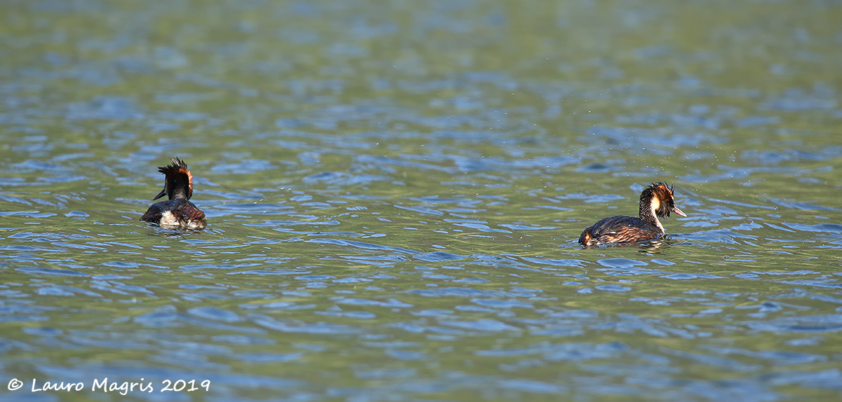 Svassi in perlustrazione