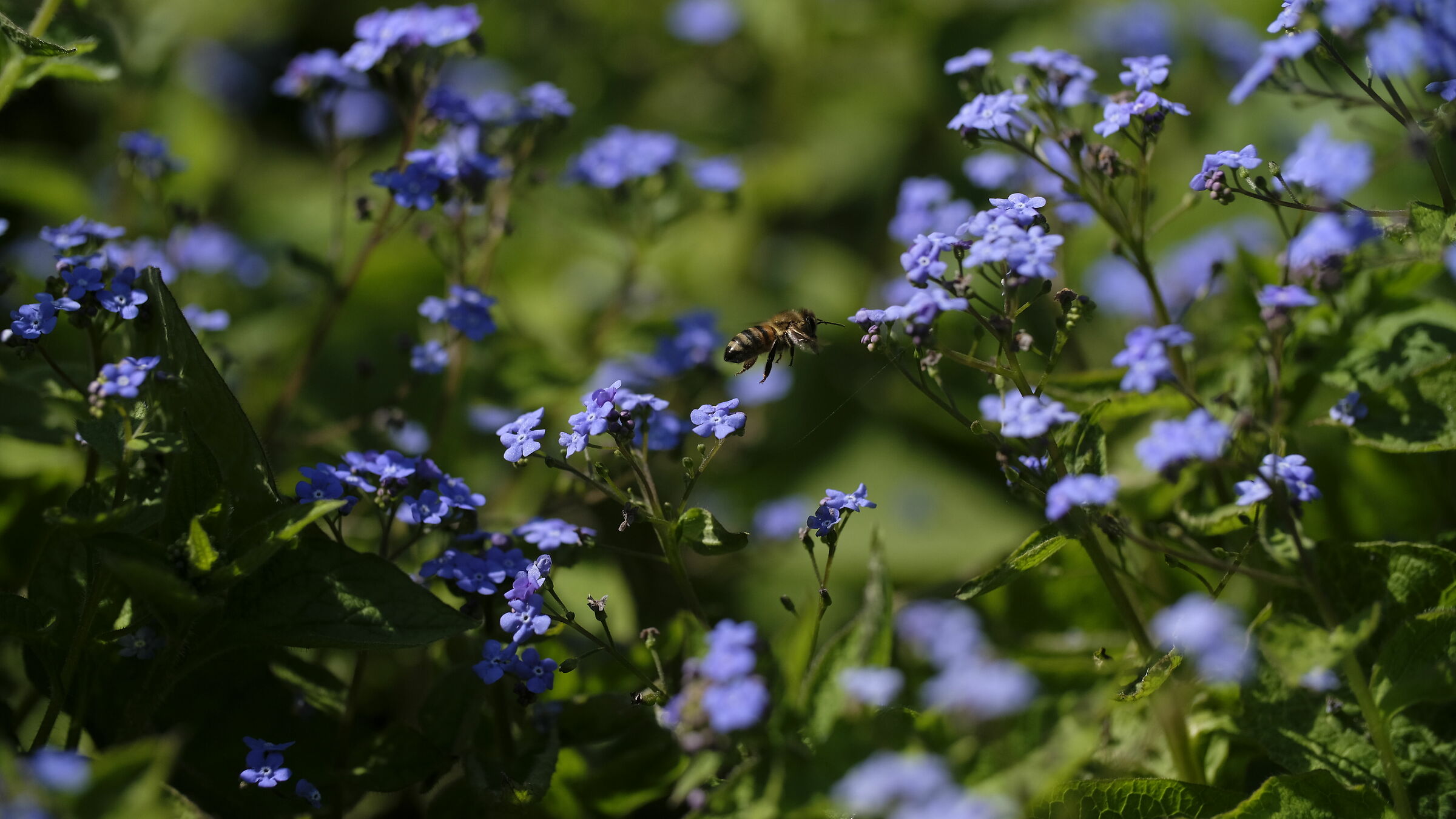 Flying around .. a violet flower