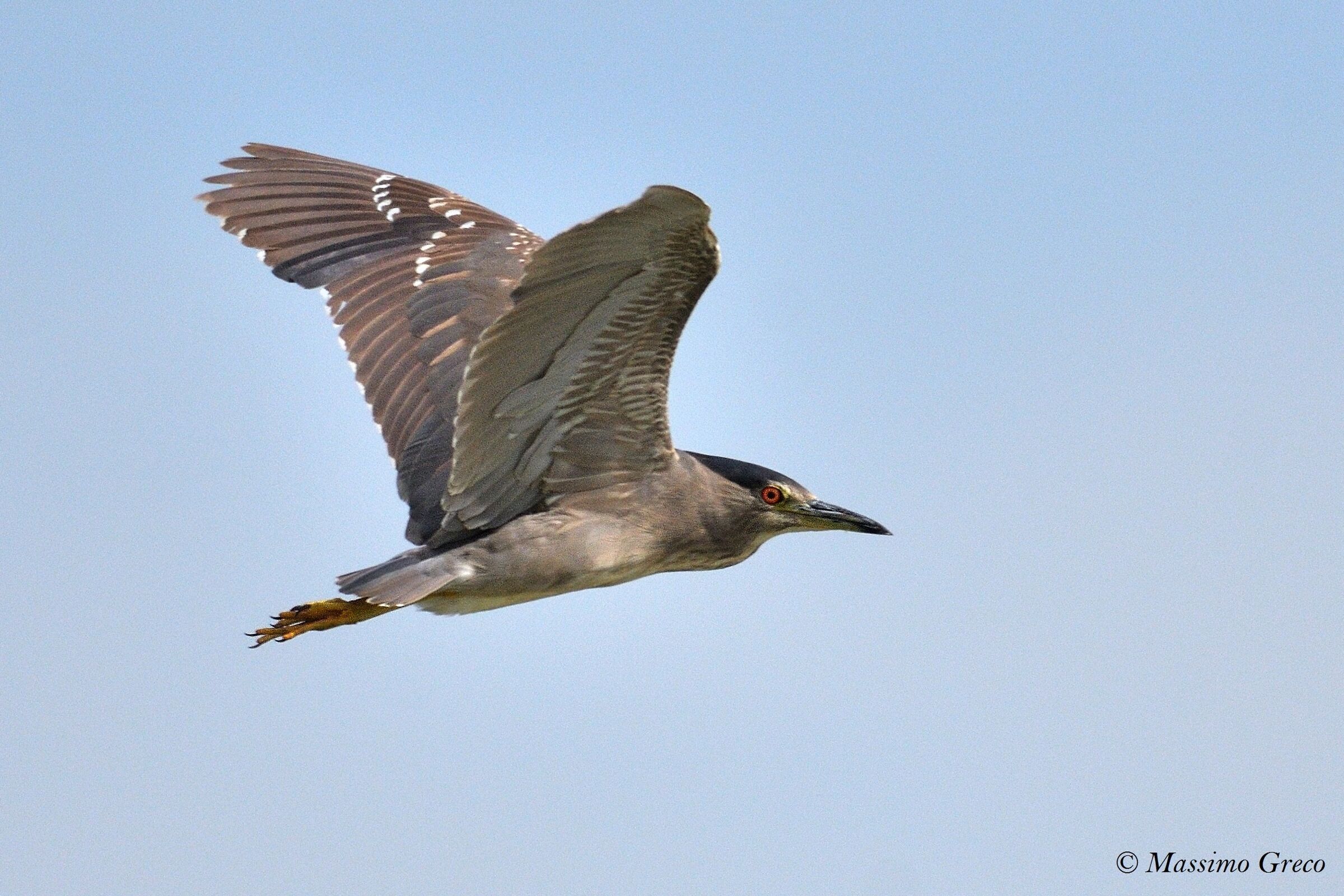 Nitticora (Nycticorax nycticorax)