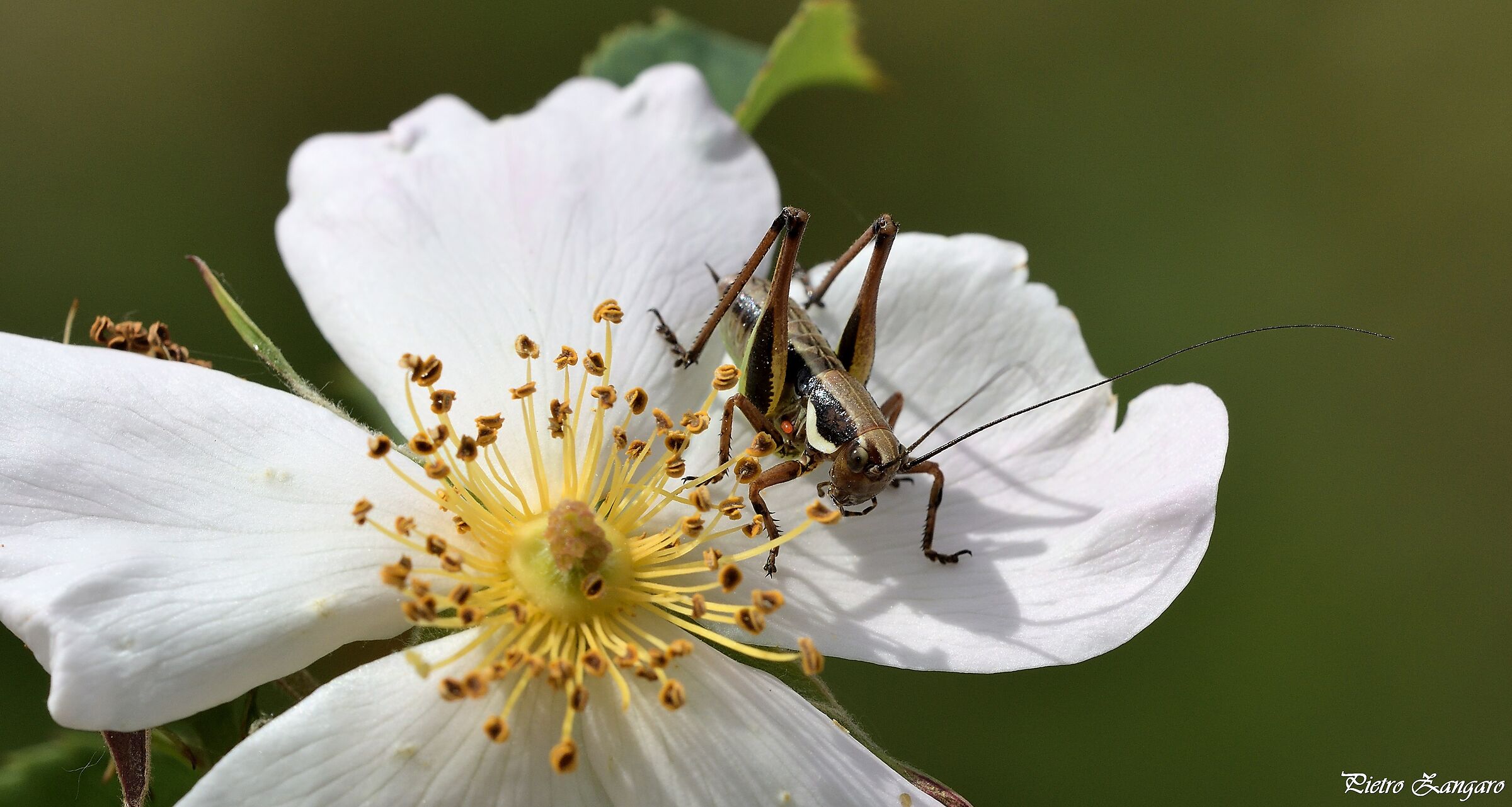 Rosa sempervirens con ospite