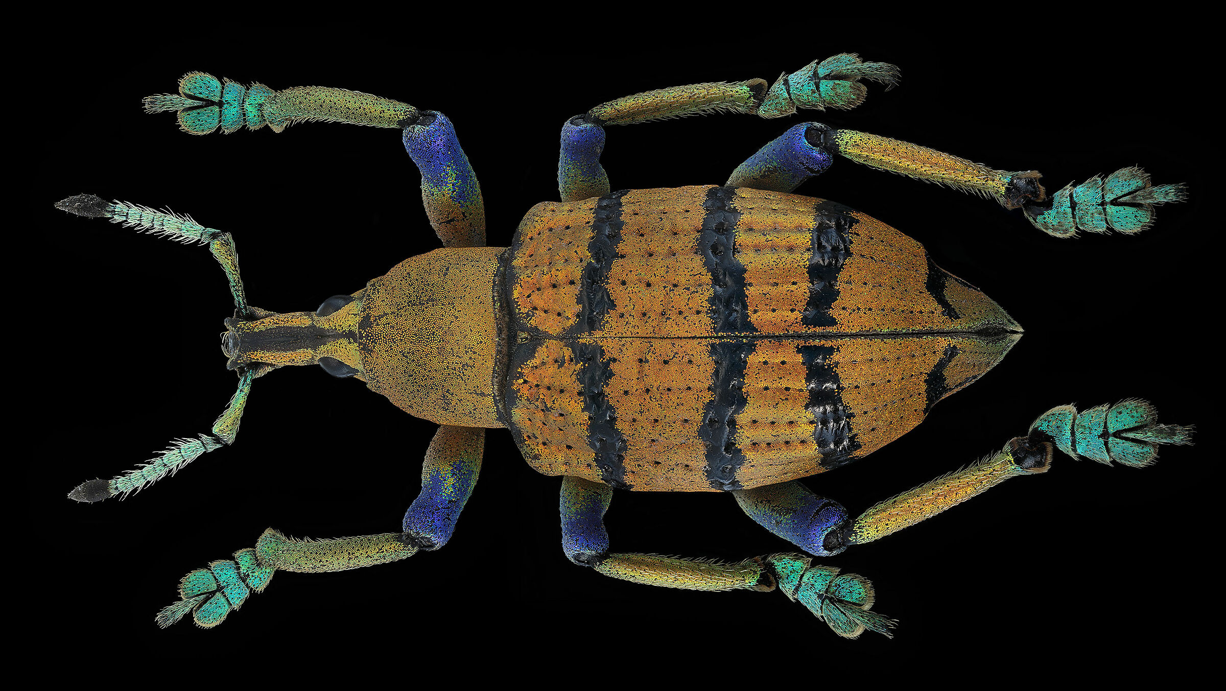 Eupholus schoenherri petiti 2